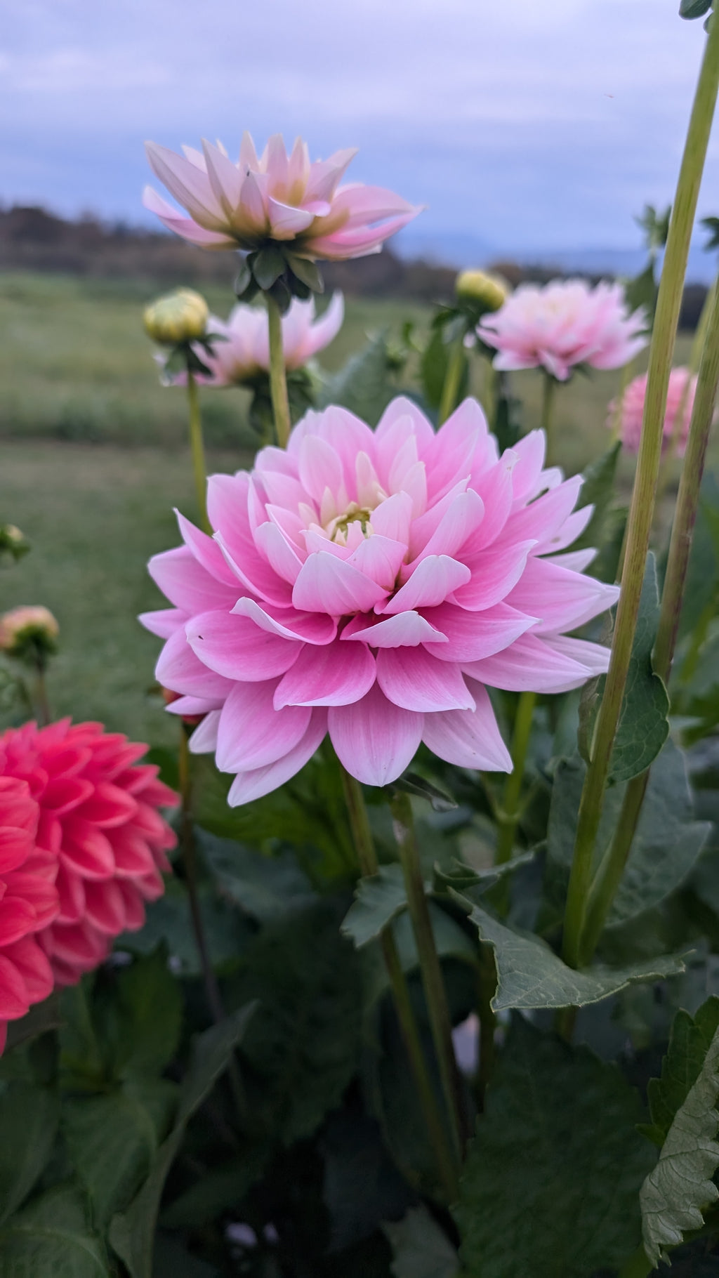 Dapex Pink Delight