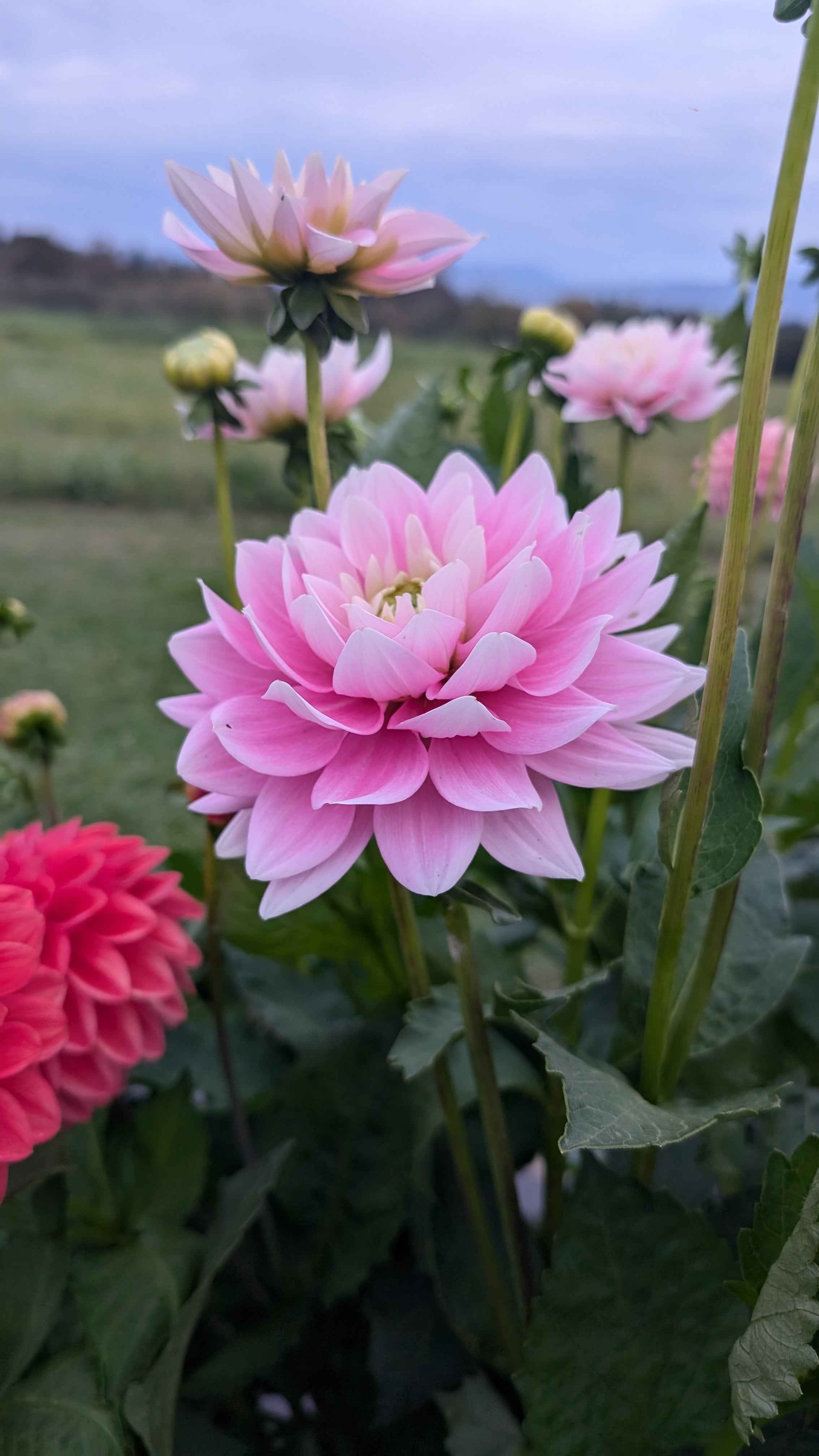 Dapex Pink Delight