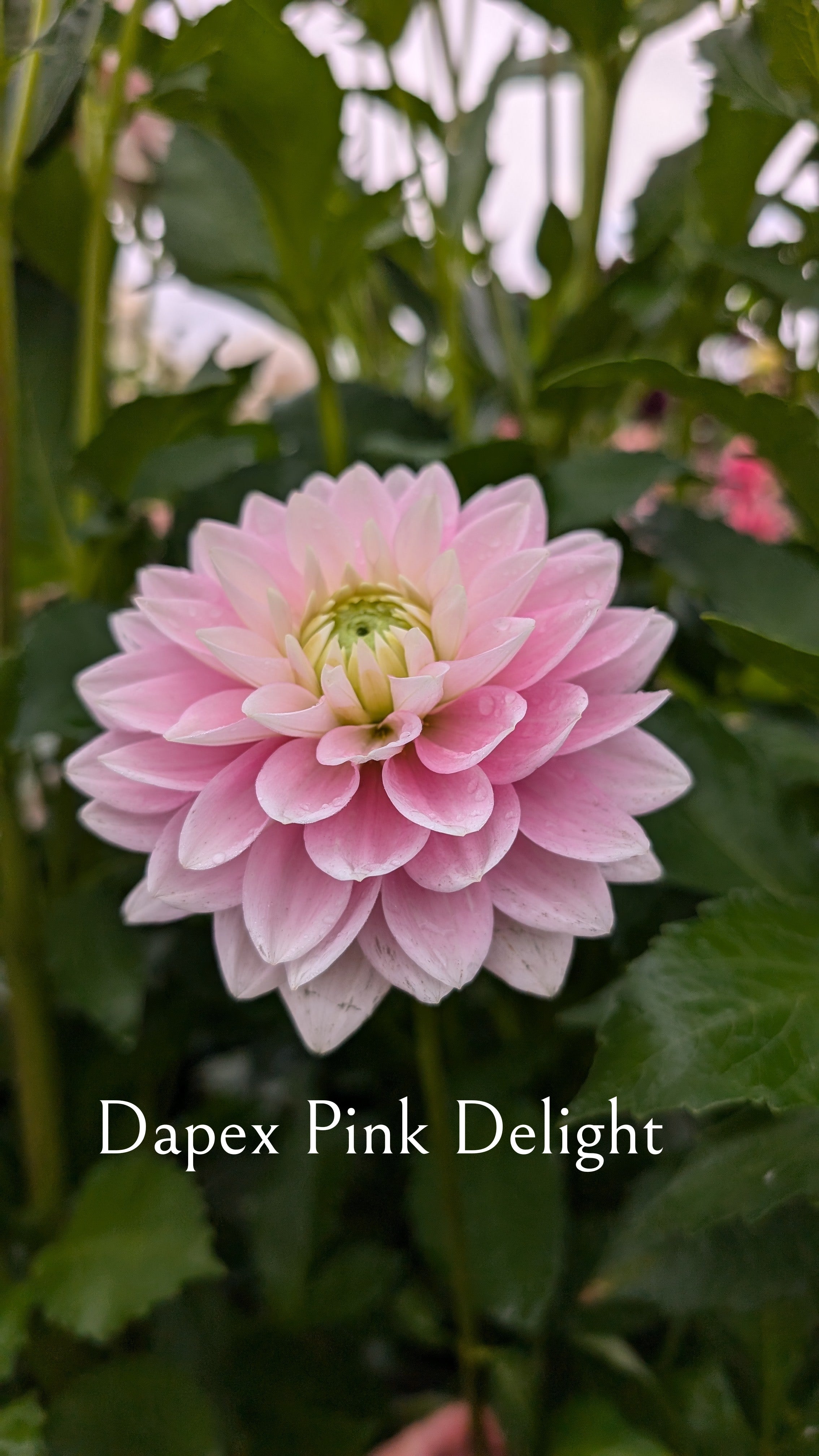 Dapex Pink Delight
