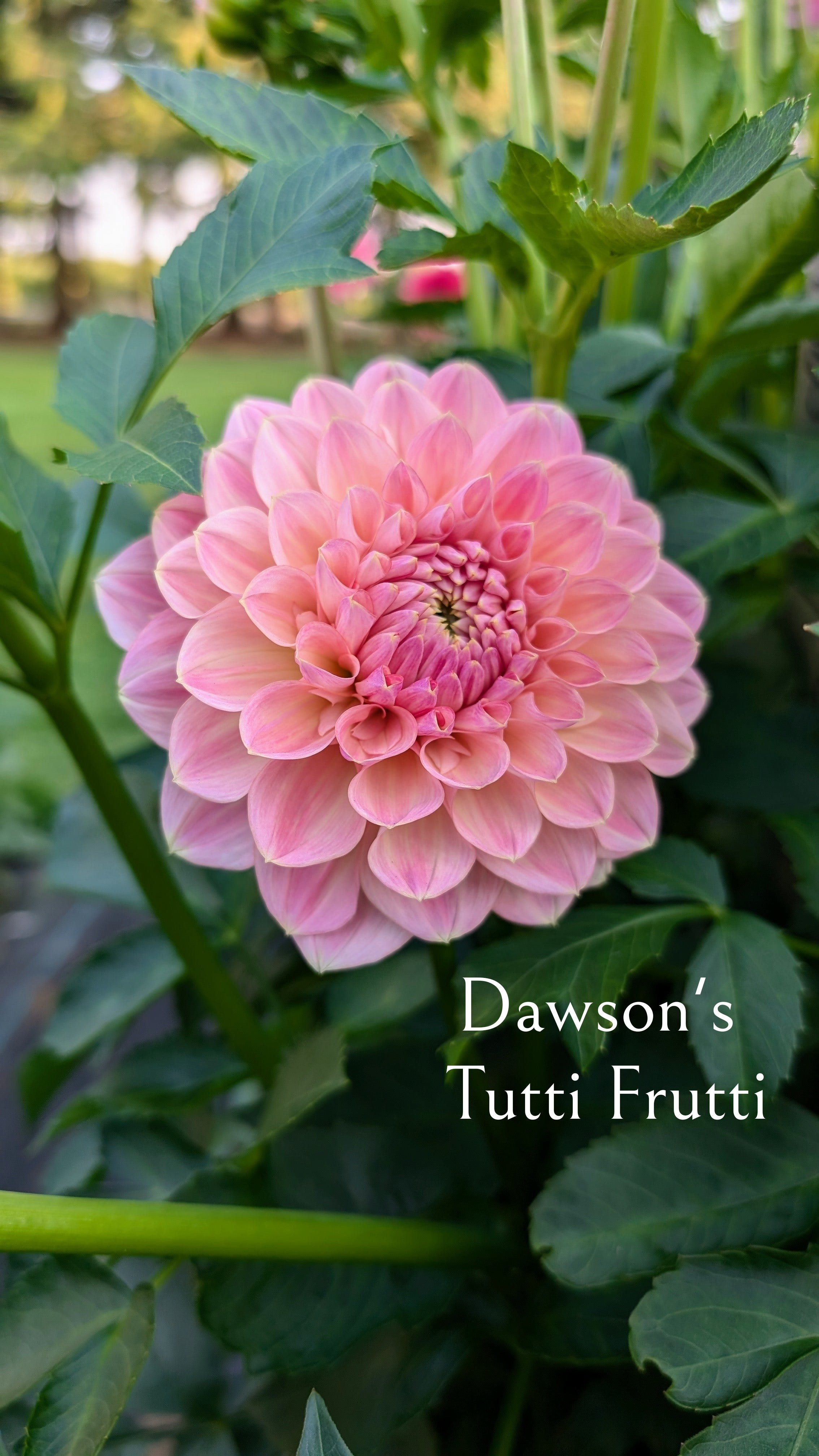 Dawson's Tutti Frutti