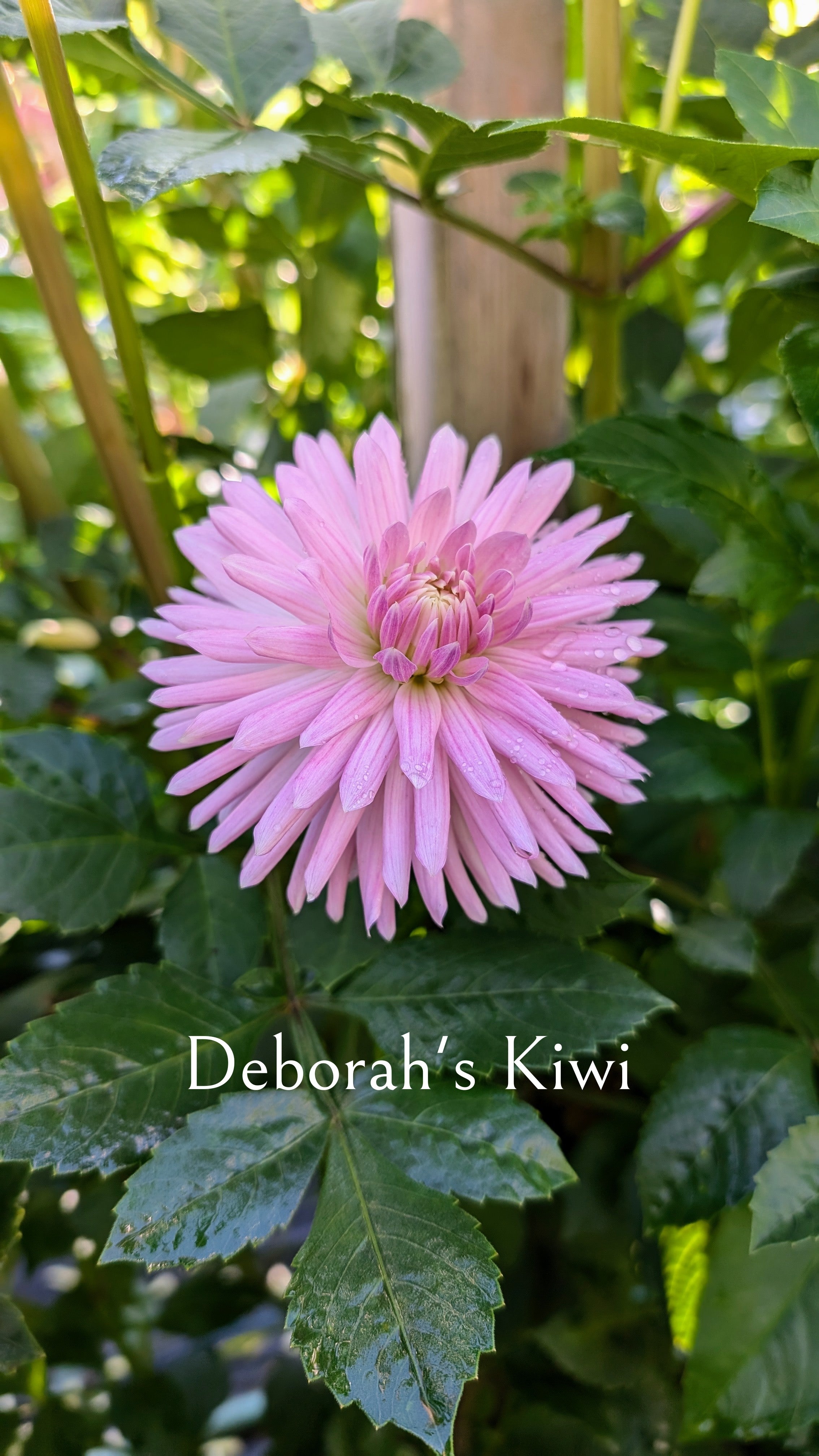 Deborah Kiwi