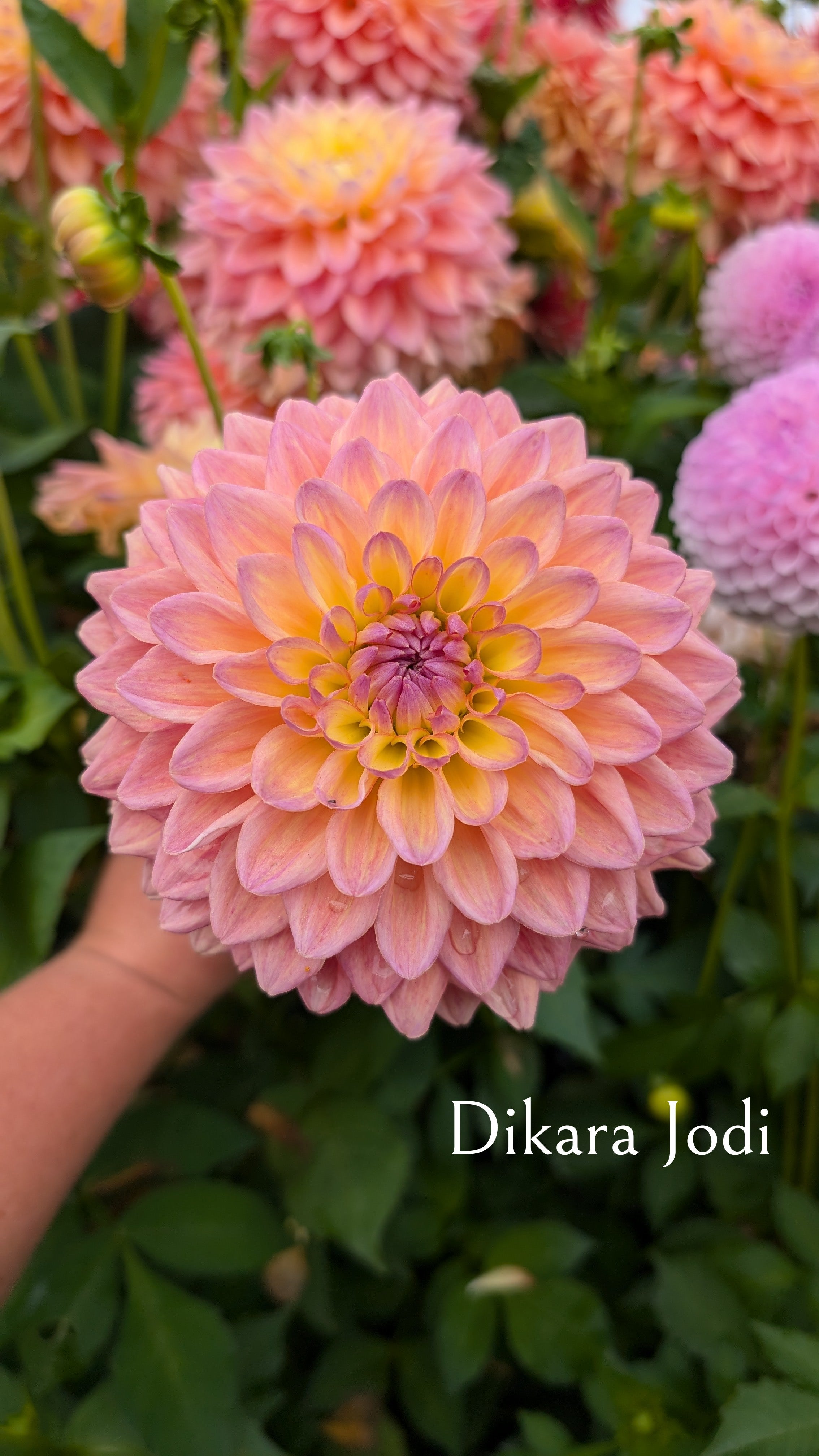 Dikara Jodie