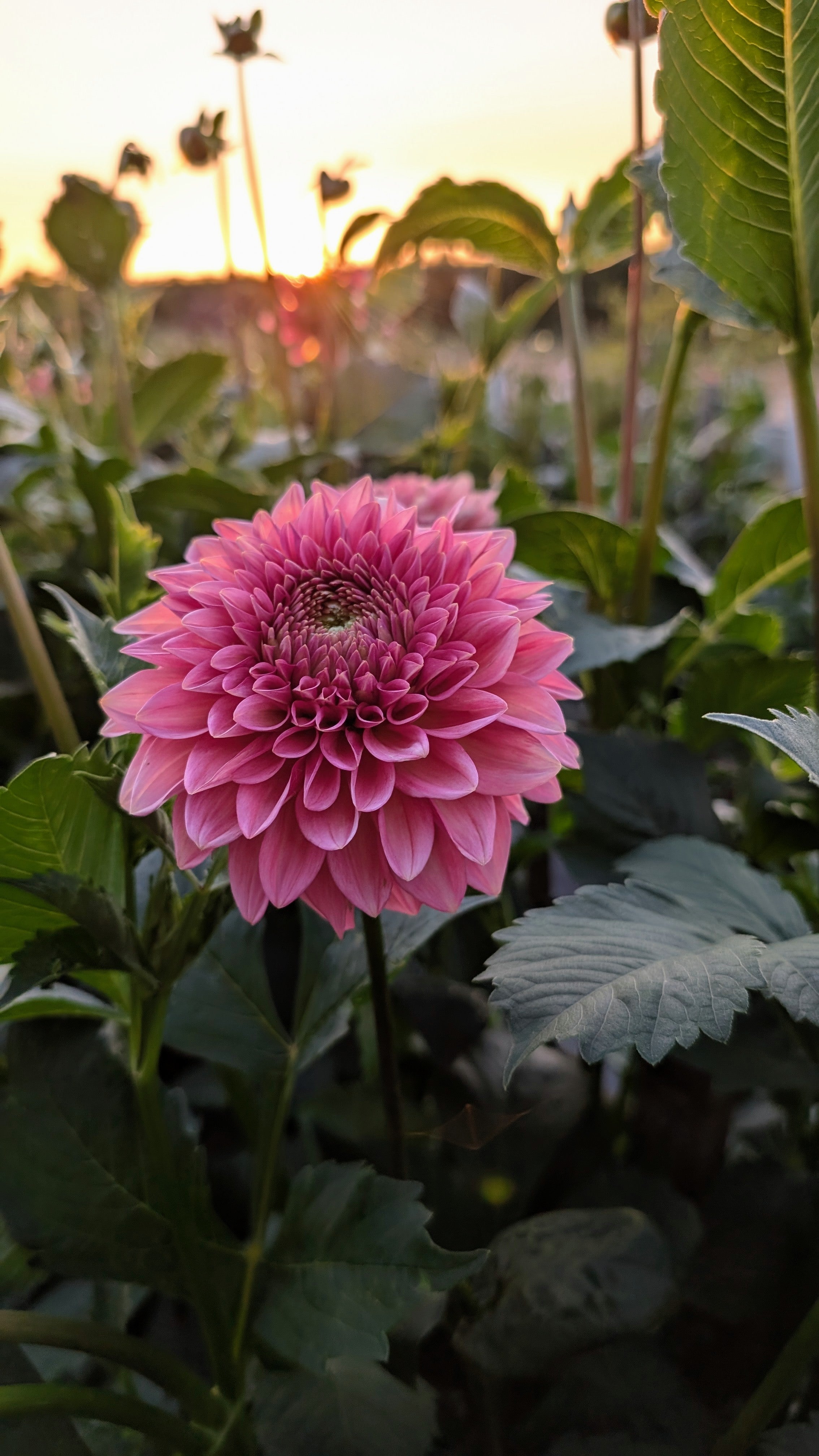 Dandelion Lane's Baby Gumball