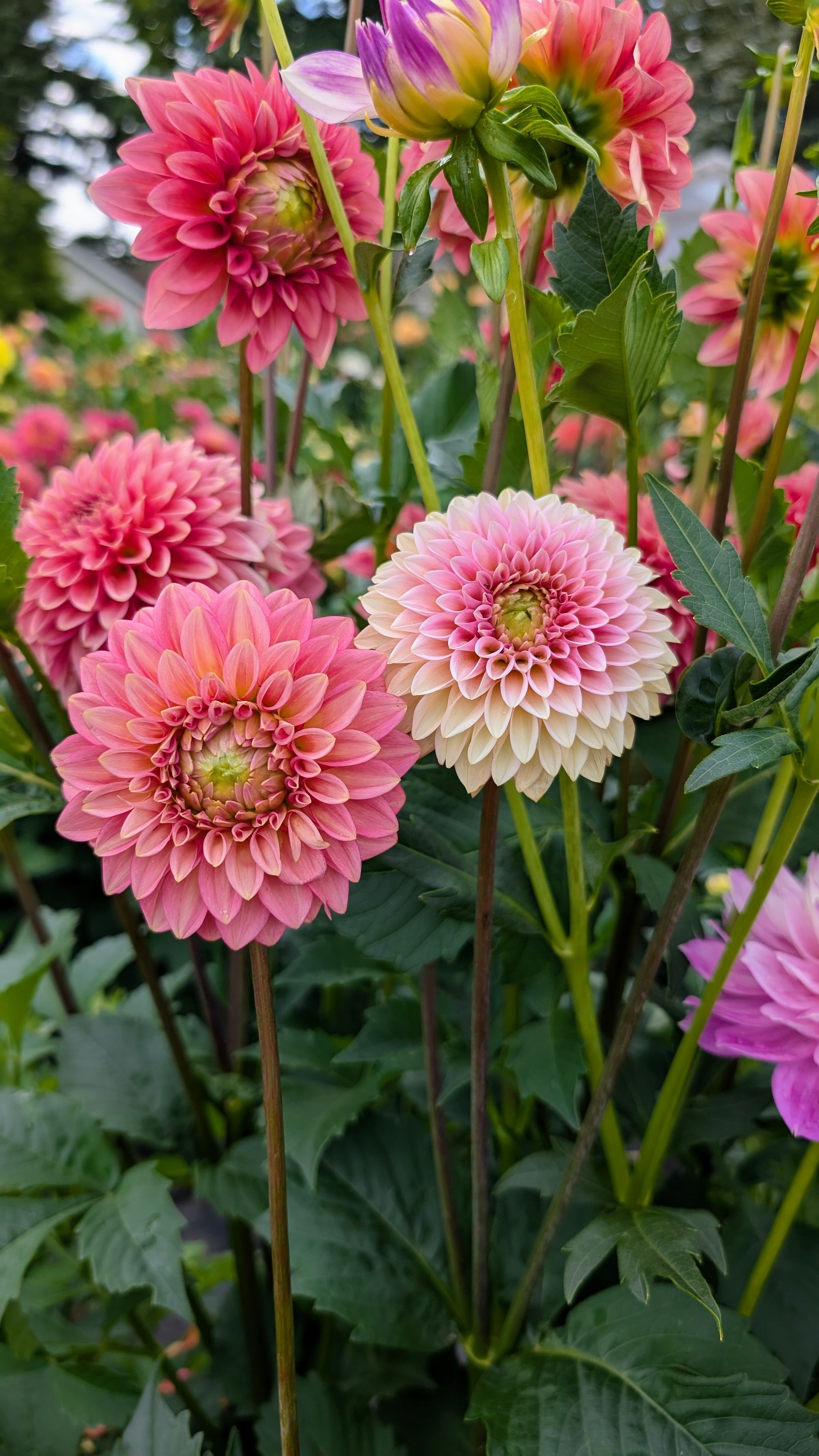 Dandelion Lane's Baby Gumball