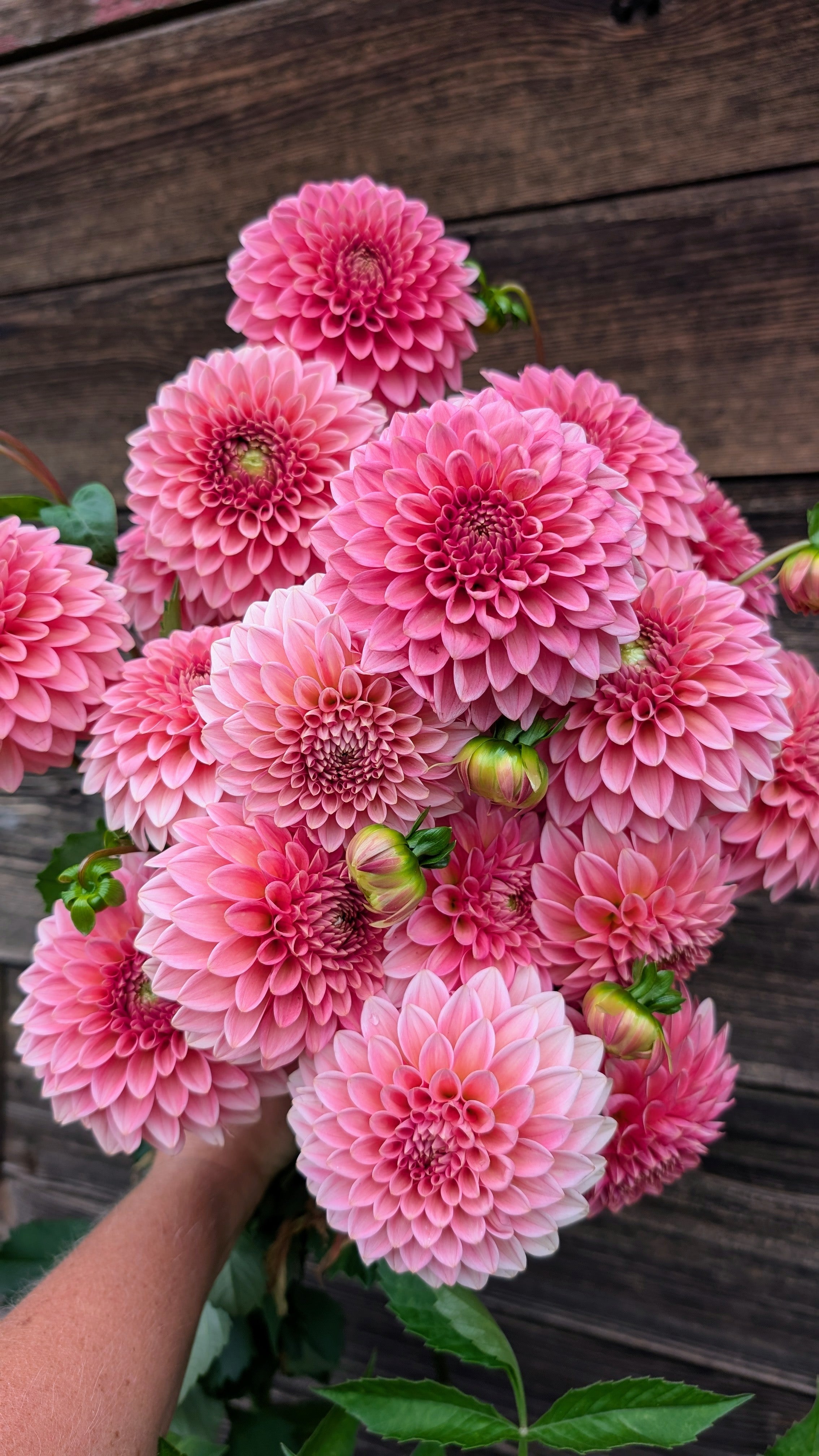 Dandelion Lane's Baby Gumball