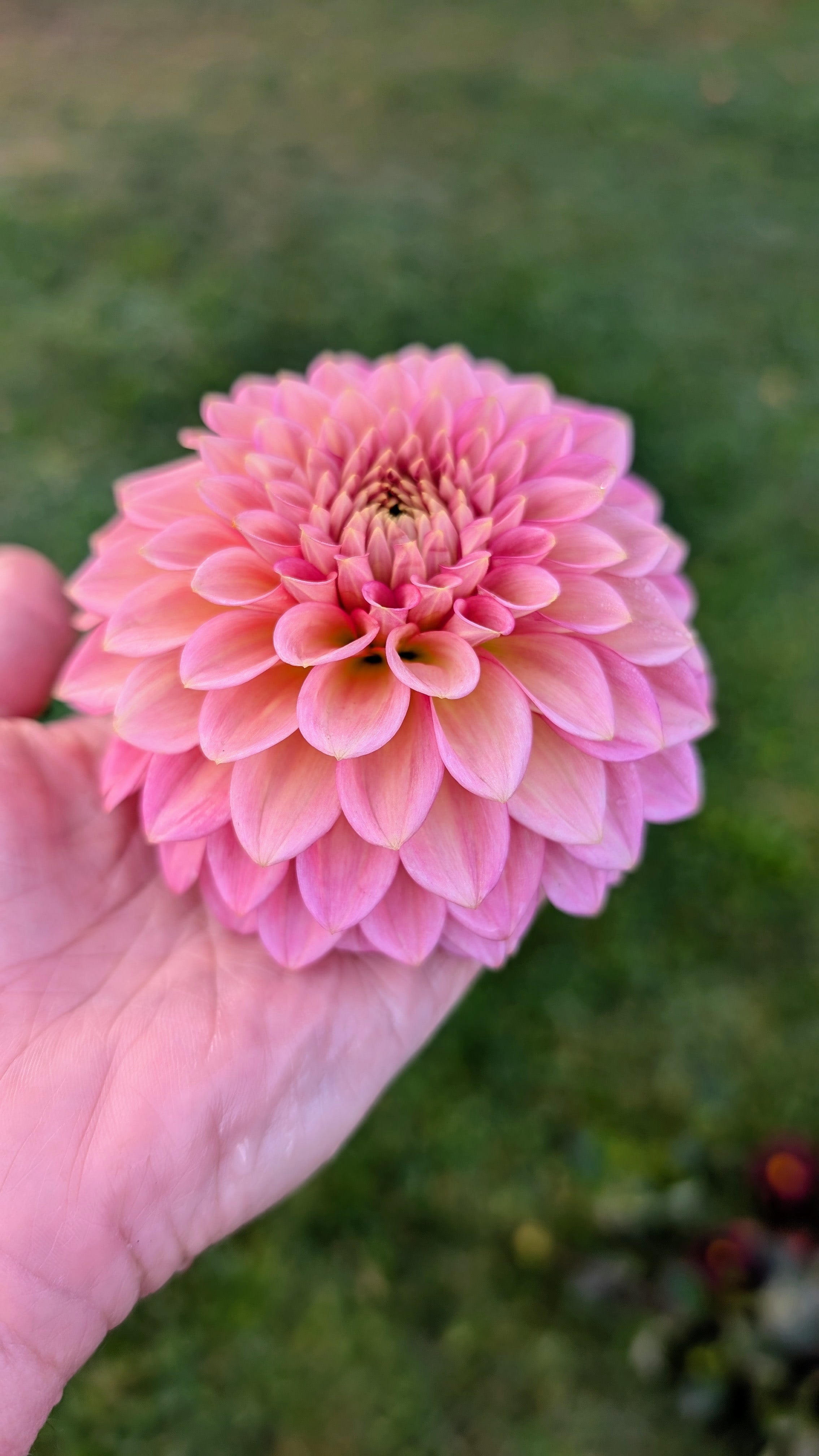 Dandelion Lane's Baby Gumball