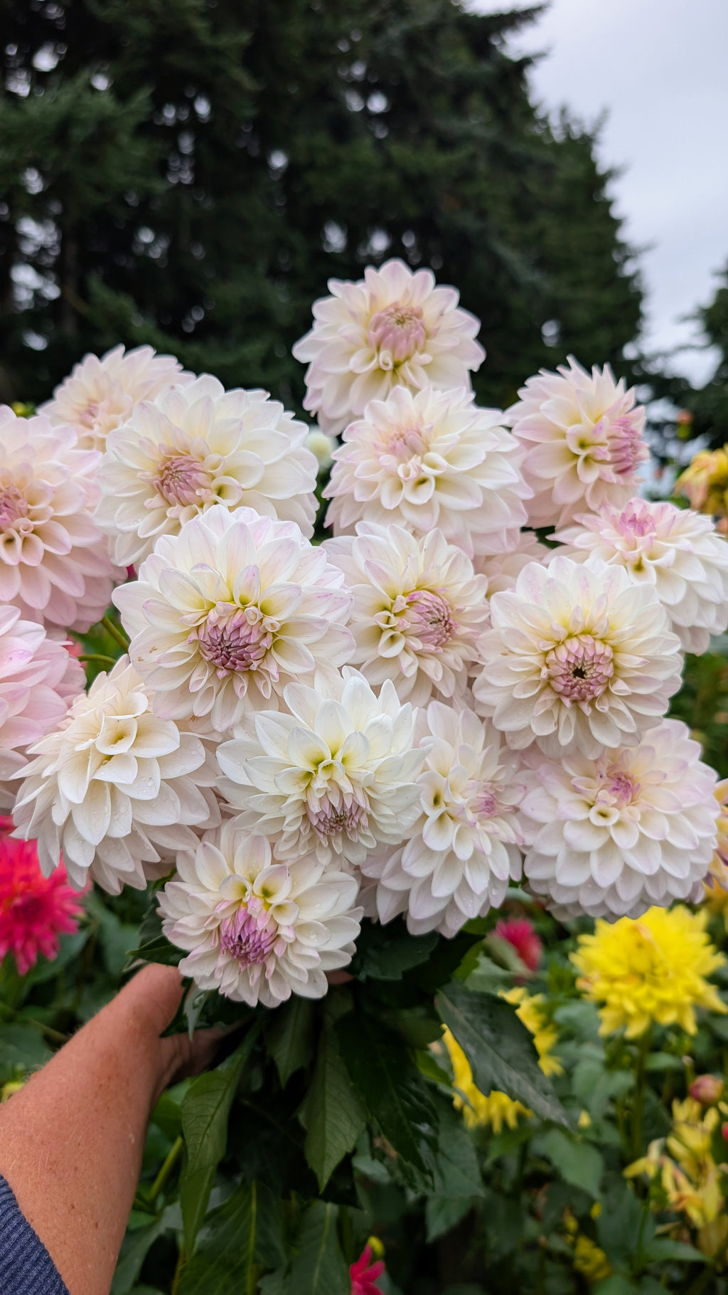 Dandelion Lane's Chantilly Cream