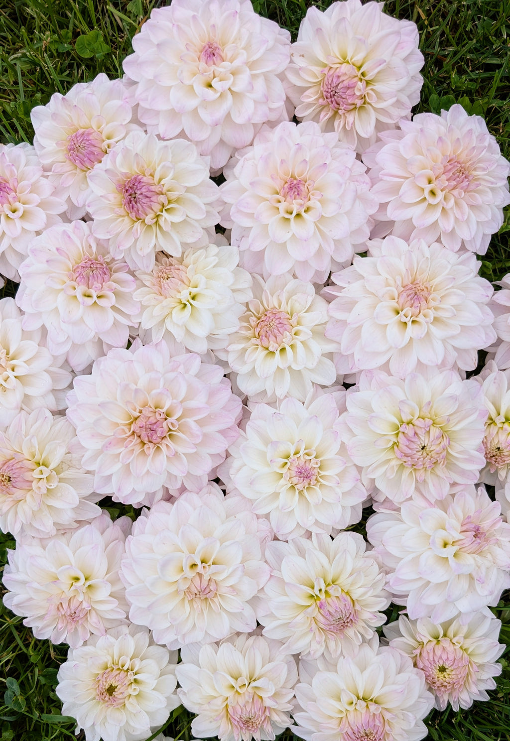 Dandelion Lane's Chantilly Cream