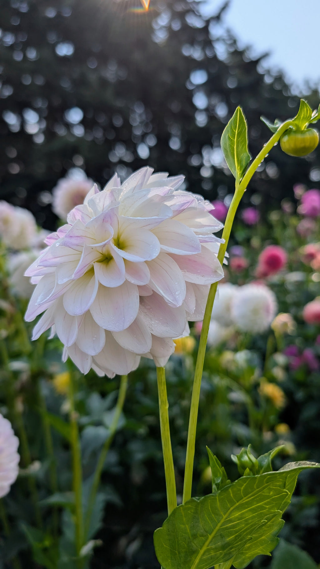 Dandelion Lane's Chantilly Cream
