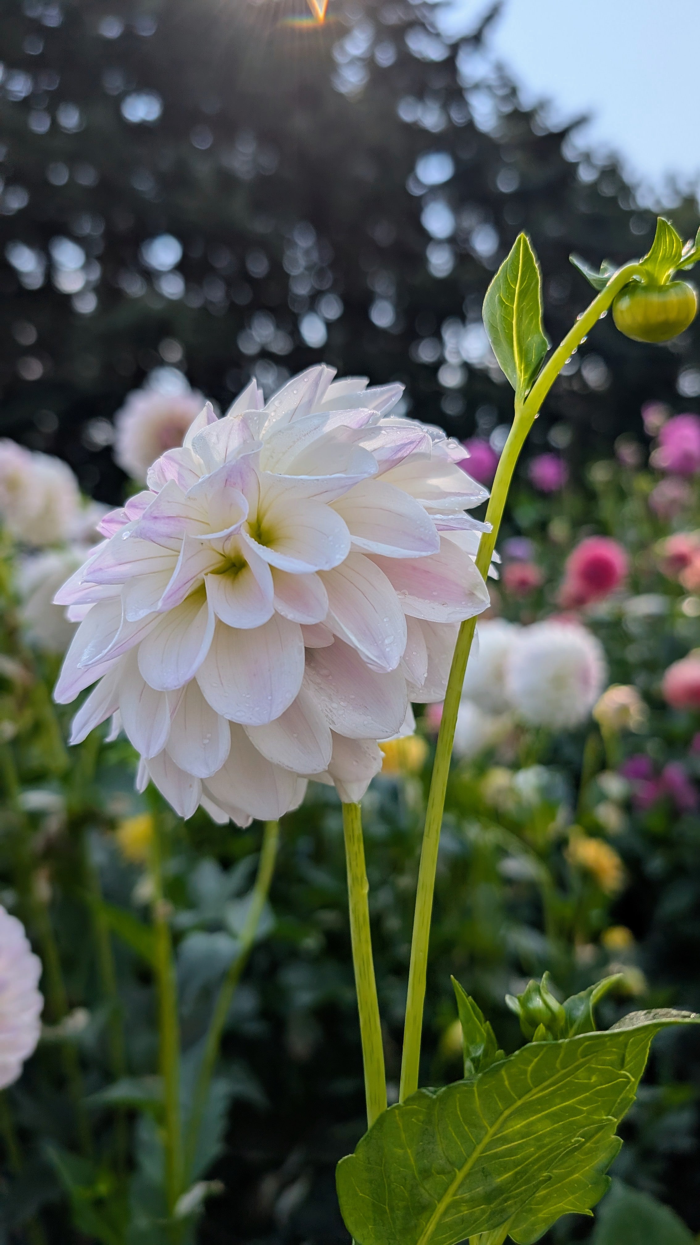 Dandelion Lane's Chantilly Cream