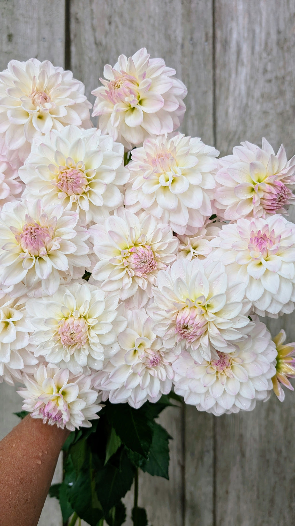 Dandelion Lane's Chantilly Cream