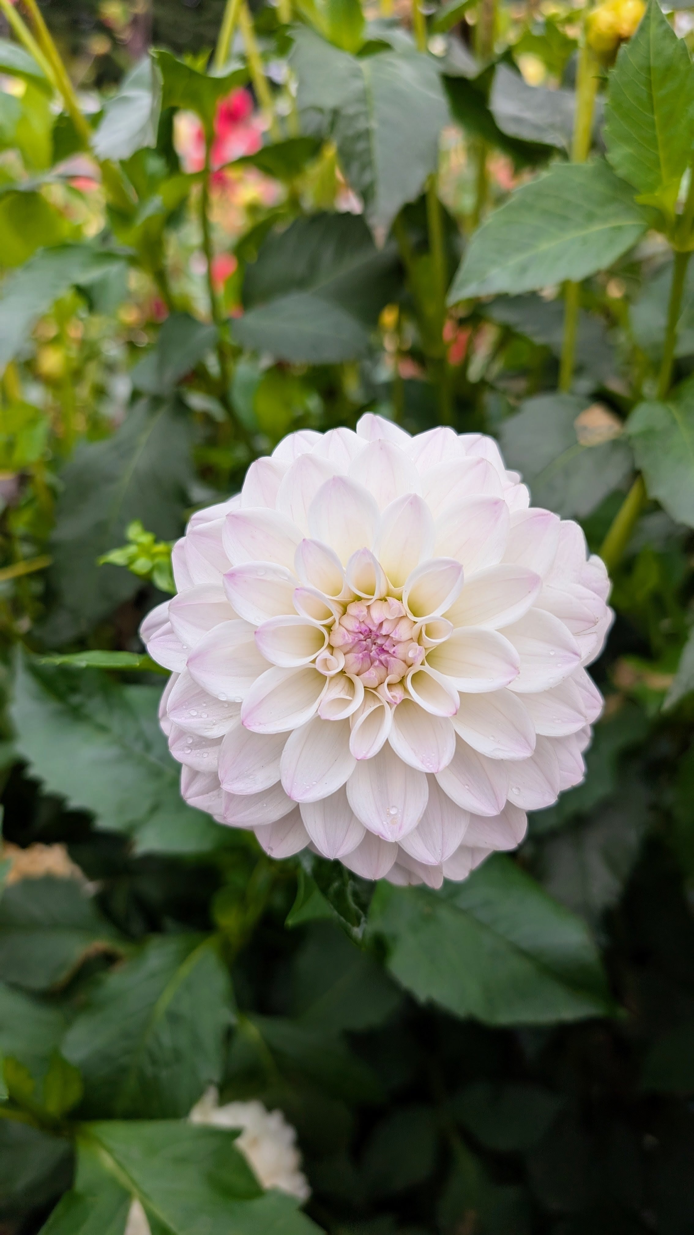 Dandelion Lane's Chantilly Cream