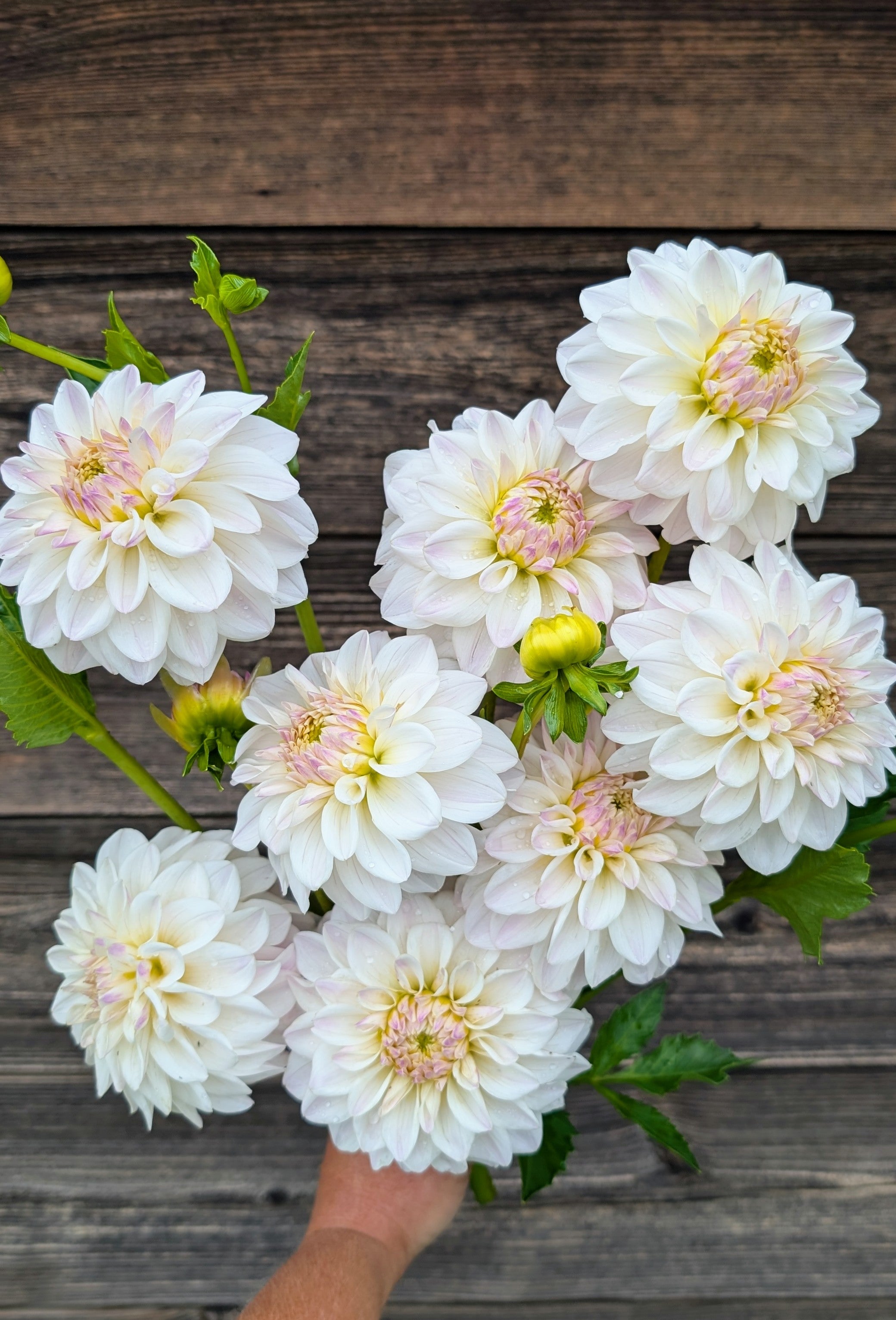 Dandelion Lane's Chantilly Cream