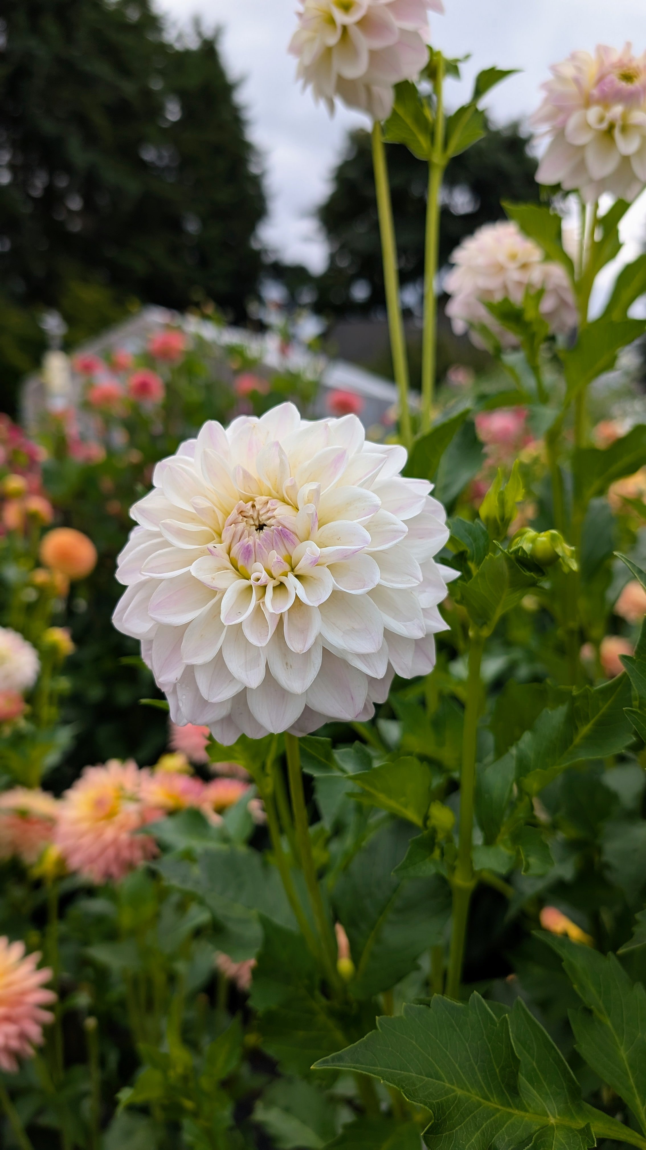 Dandelion Lane's Chantilly Cream