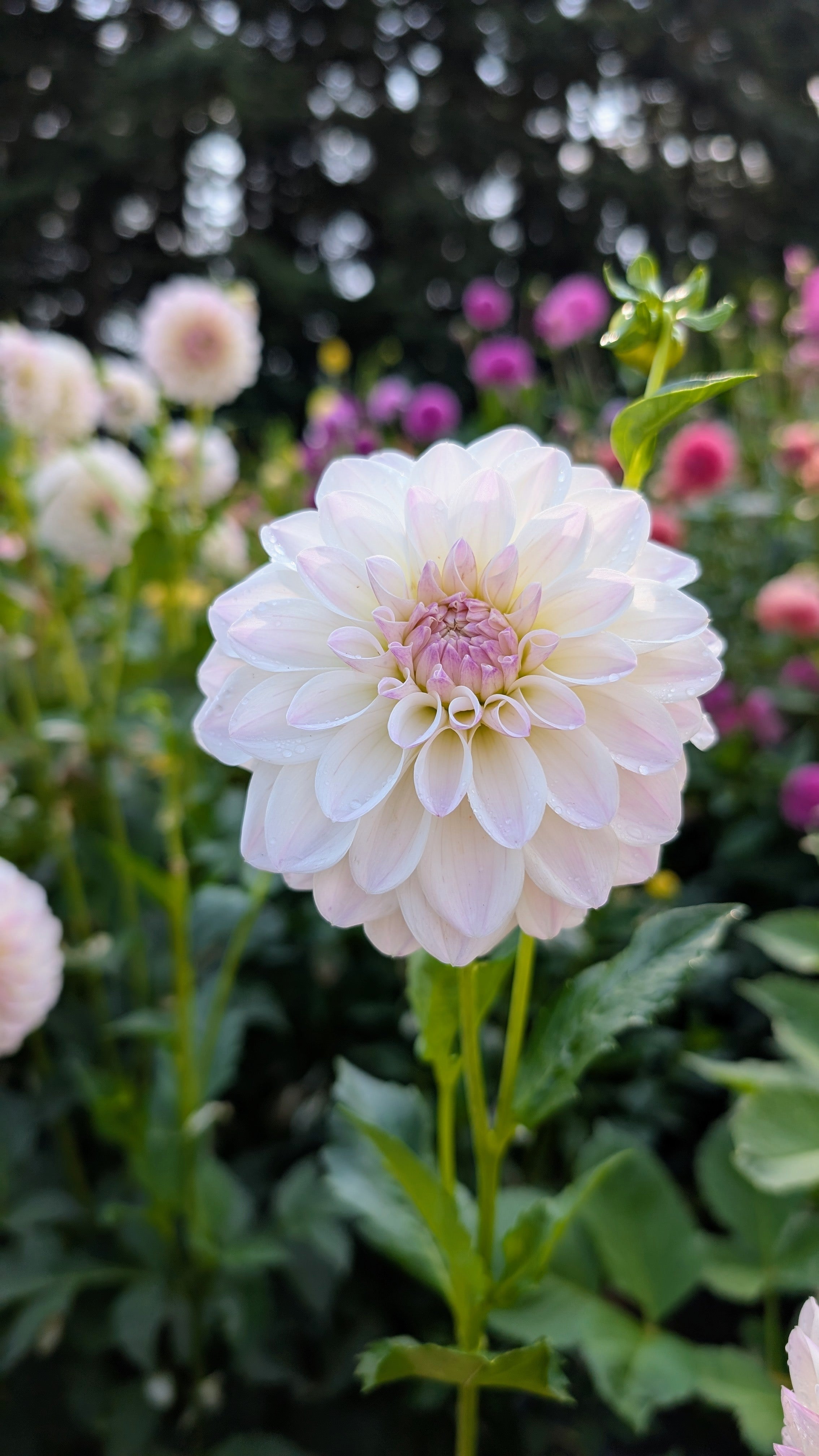 Dandelion Lane's Chantilly Cream