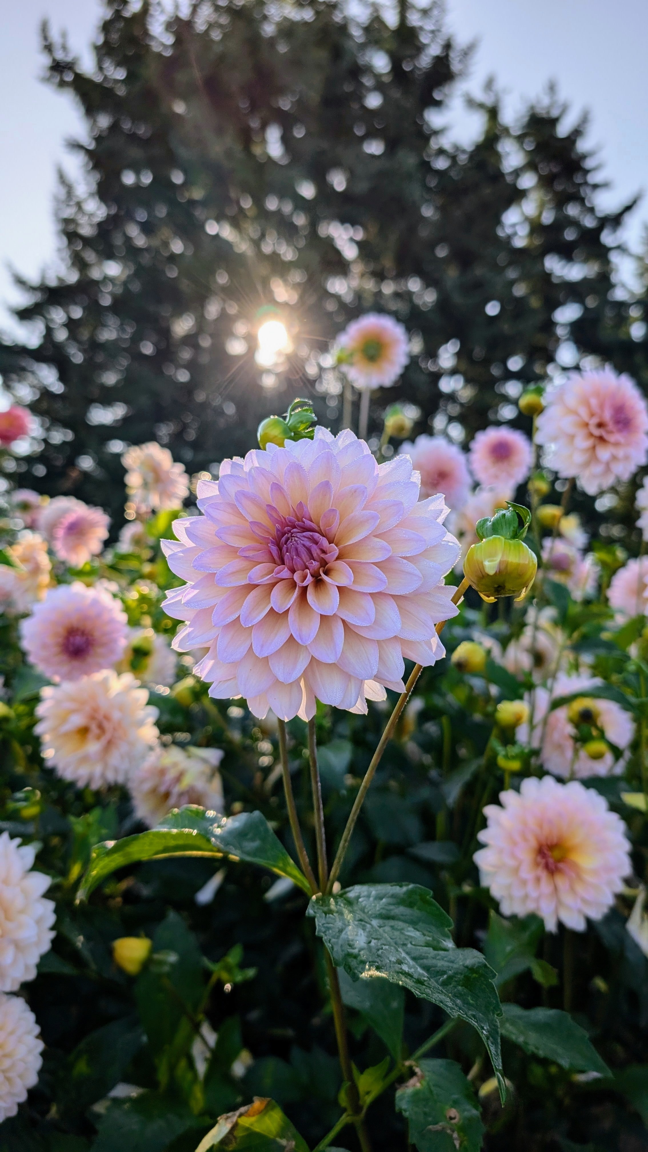 Dandelion Lane's The Special