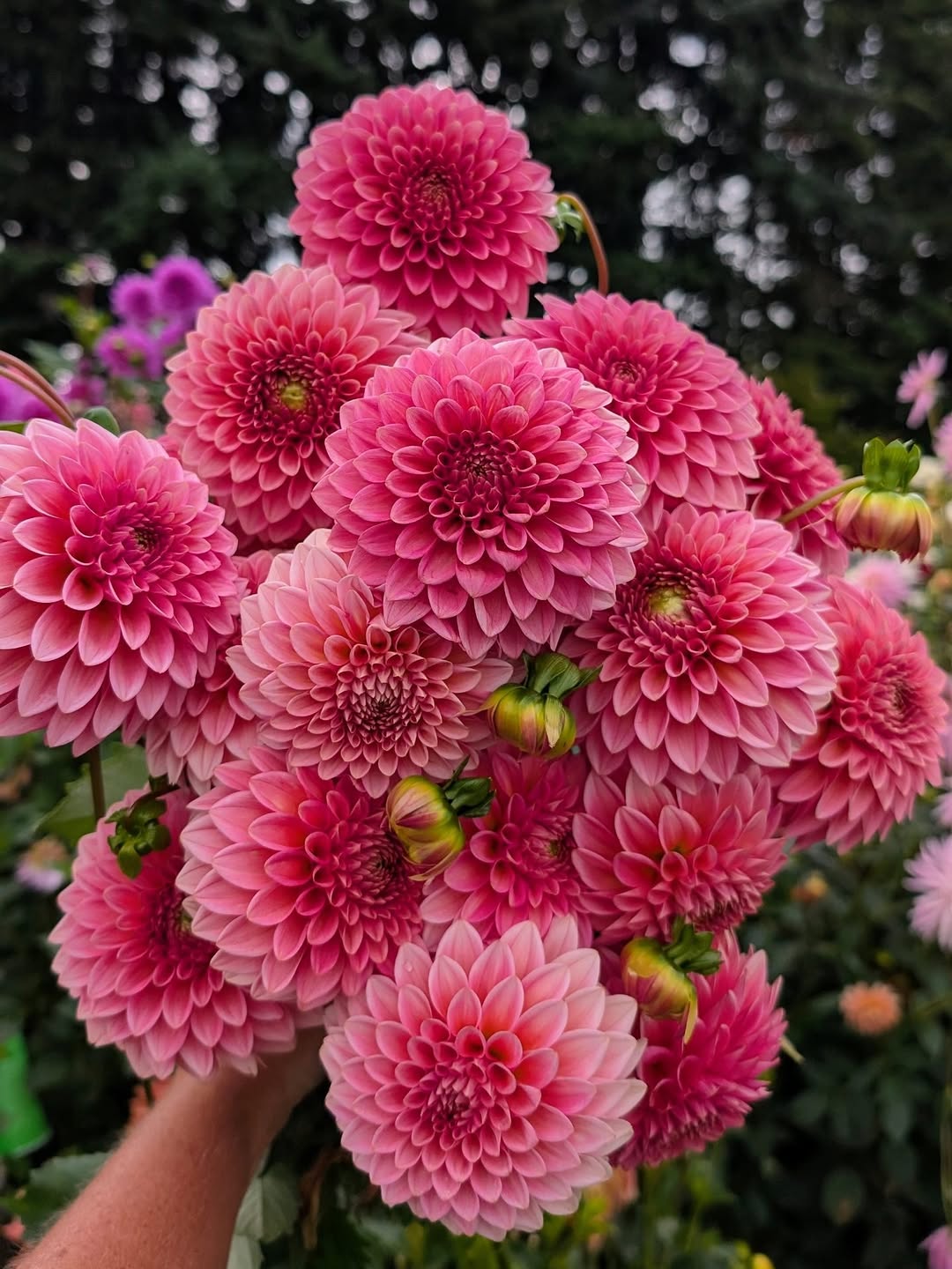 Dandelion Lane's Baby Gumball