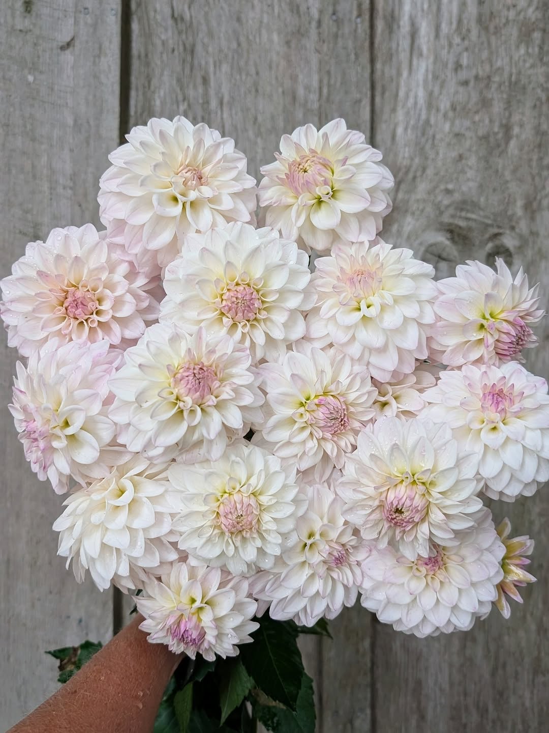 Dandelion Lane's Chantilly Cream