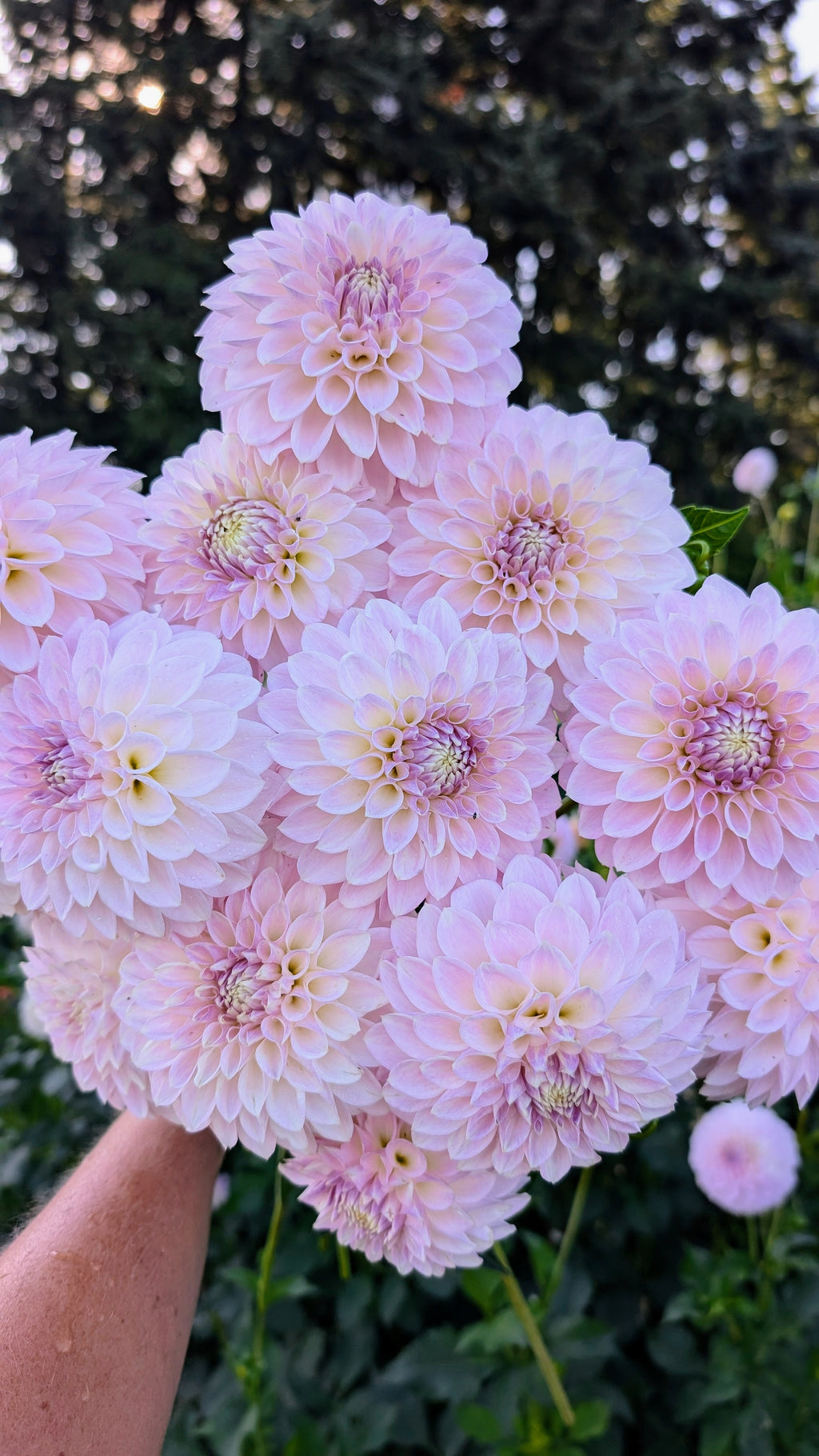 Dandelion Lane Duke Silver (2027)