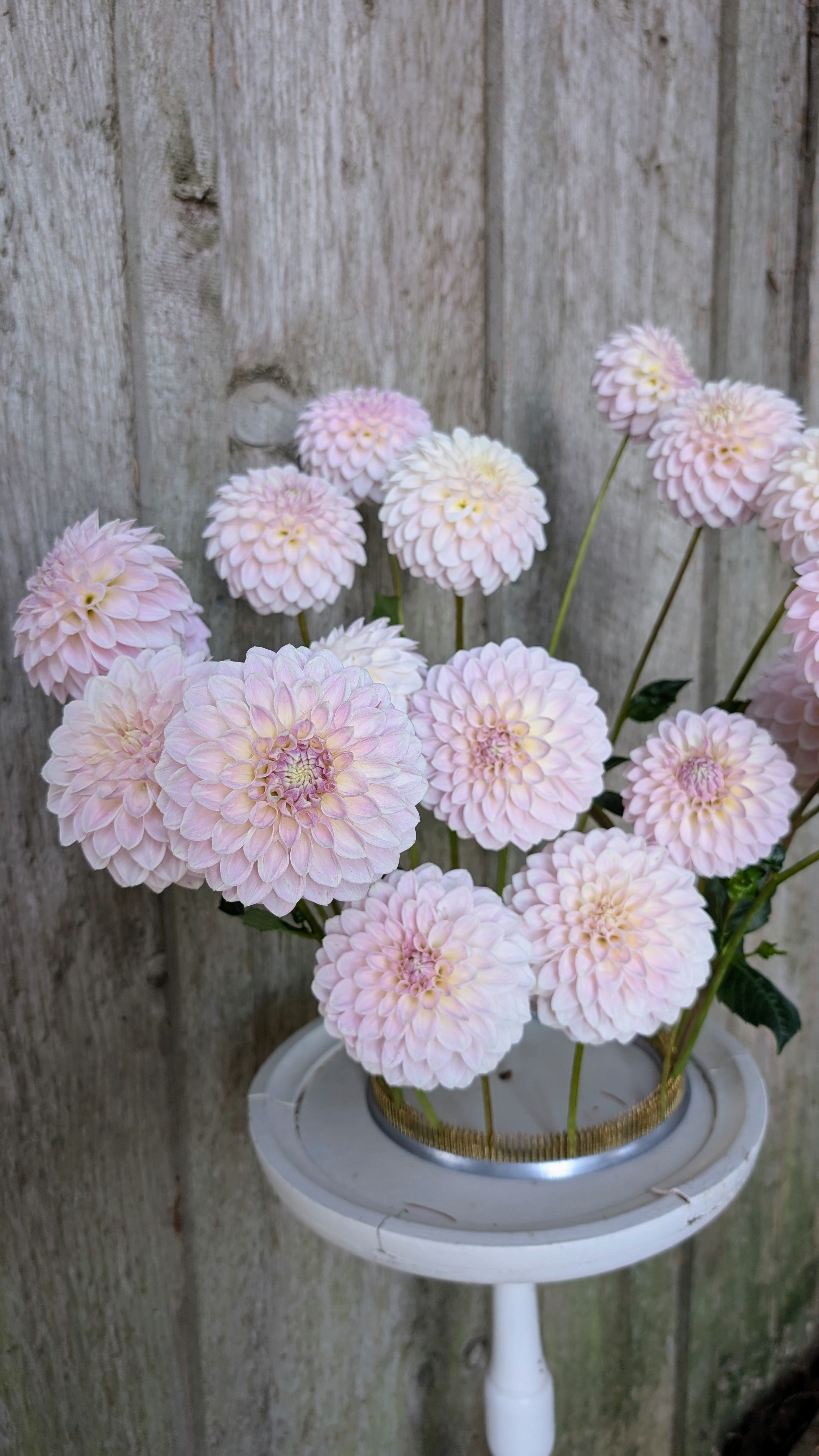 Dandelion Lane Duke Silver (2027)