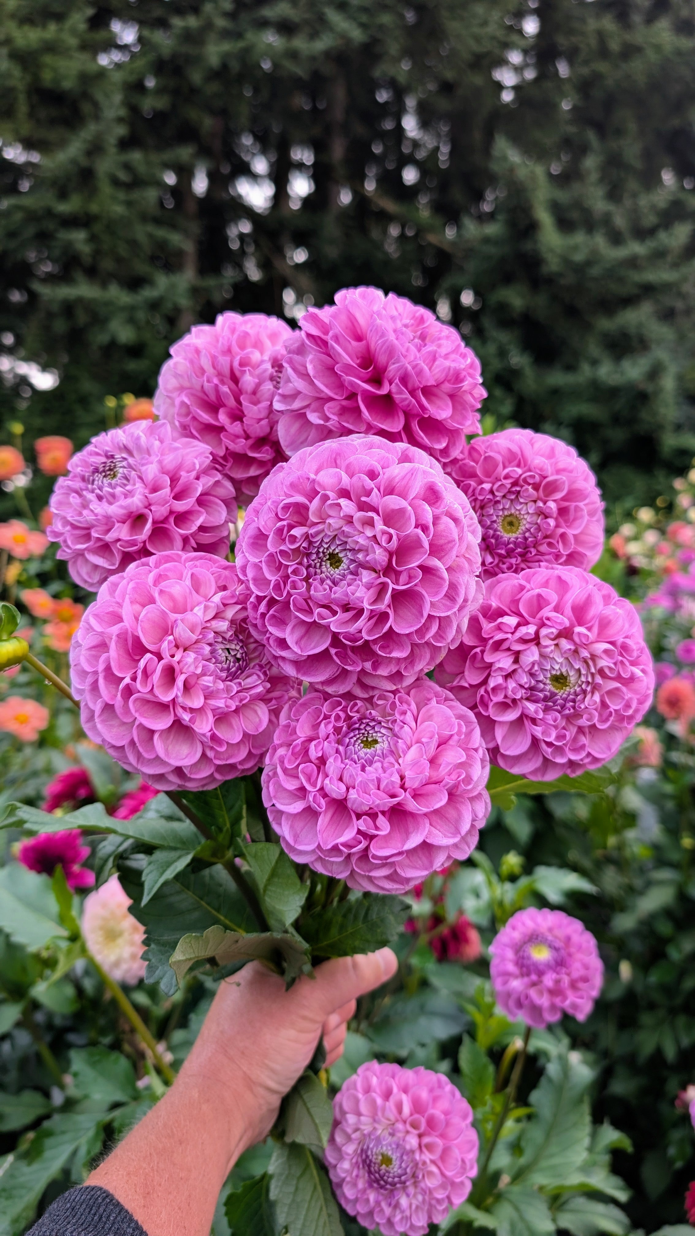 Dandelion Lane's Shy Violet