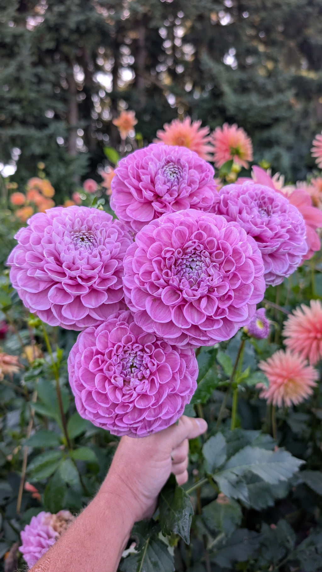 Dandelion Lane's Shy Violet