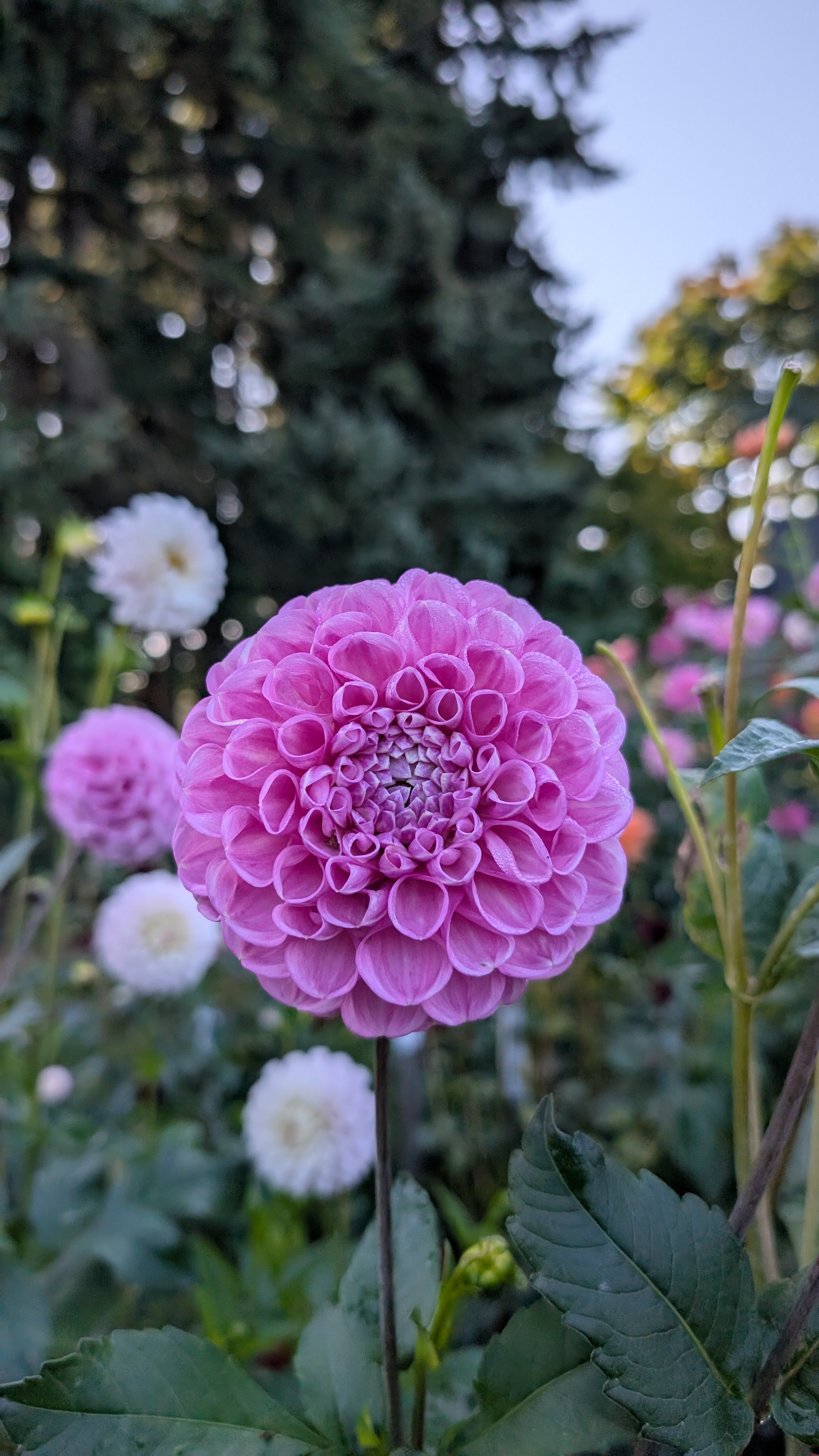 Dandelion Lane's Shy Violet