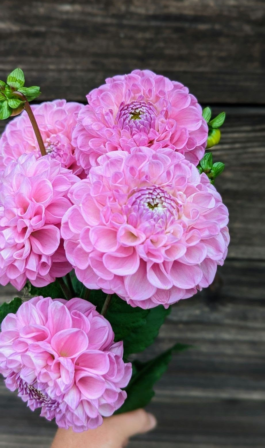 Dandelion Lane's Shy Violet