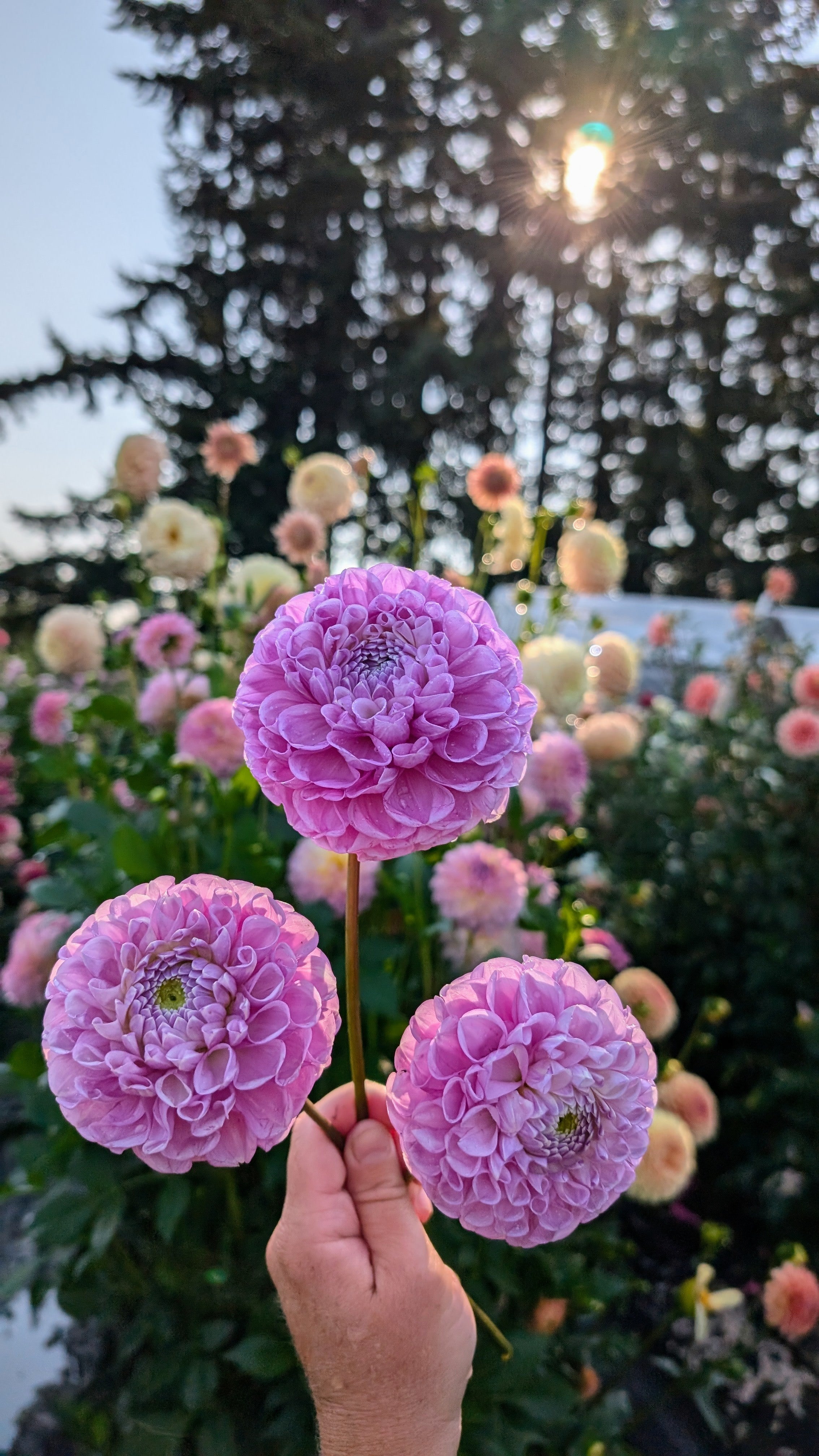 Dandelion Lane's Shy Violet