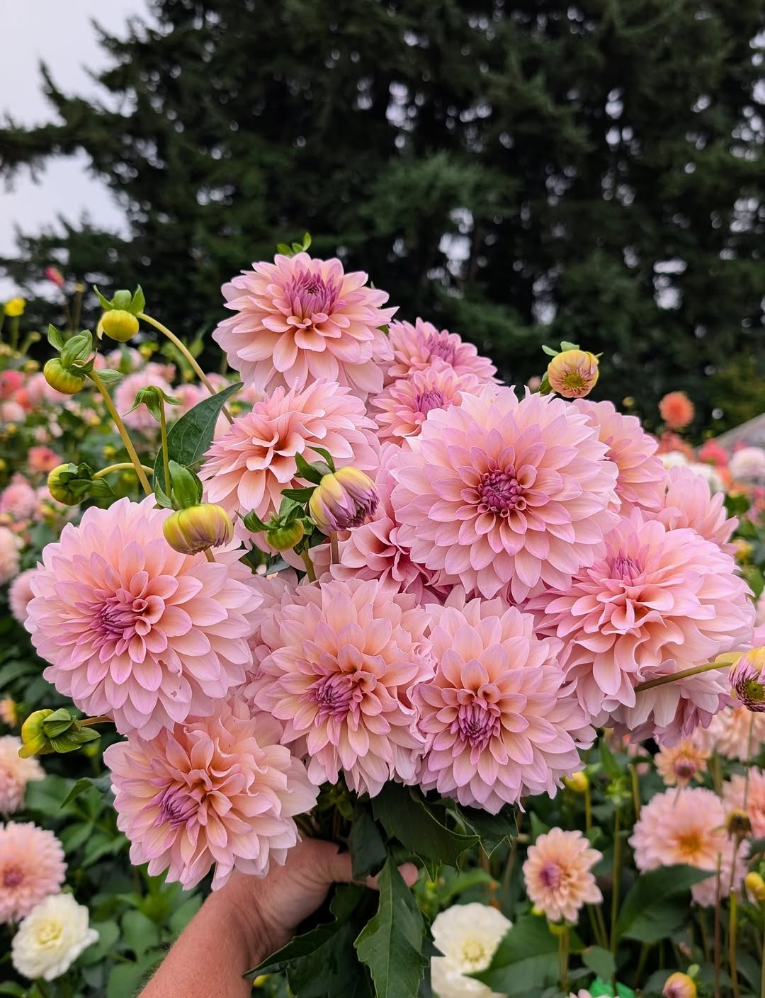 Dandelion Lane's The Special