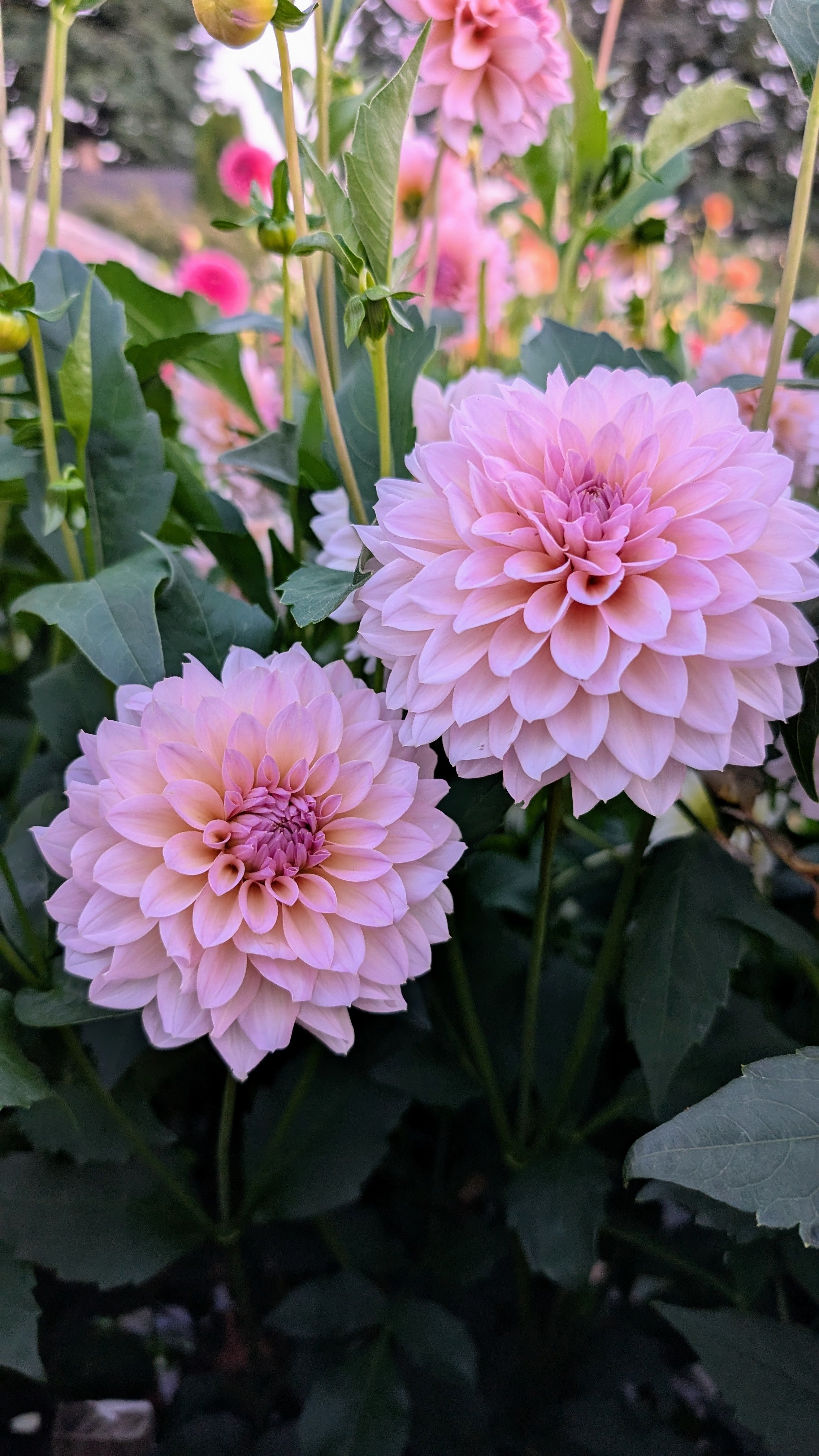 Dandelion Lane's The Special