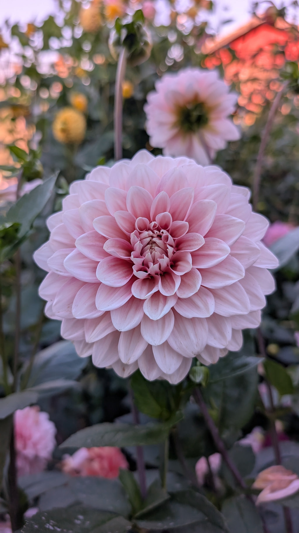Double Apple Blossom