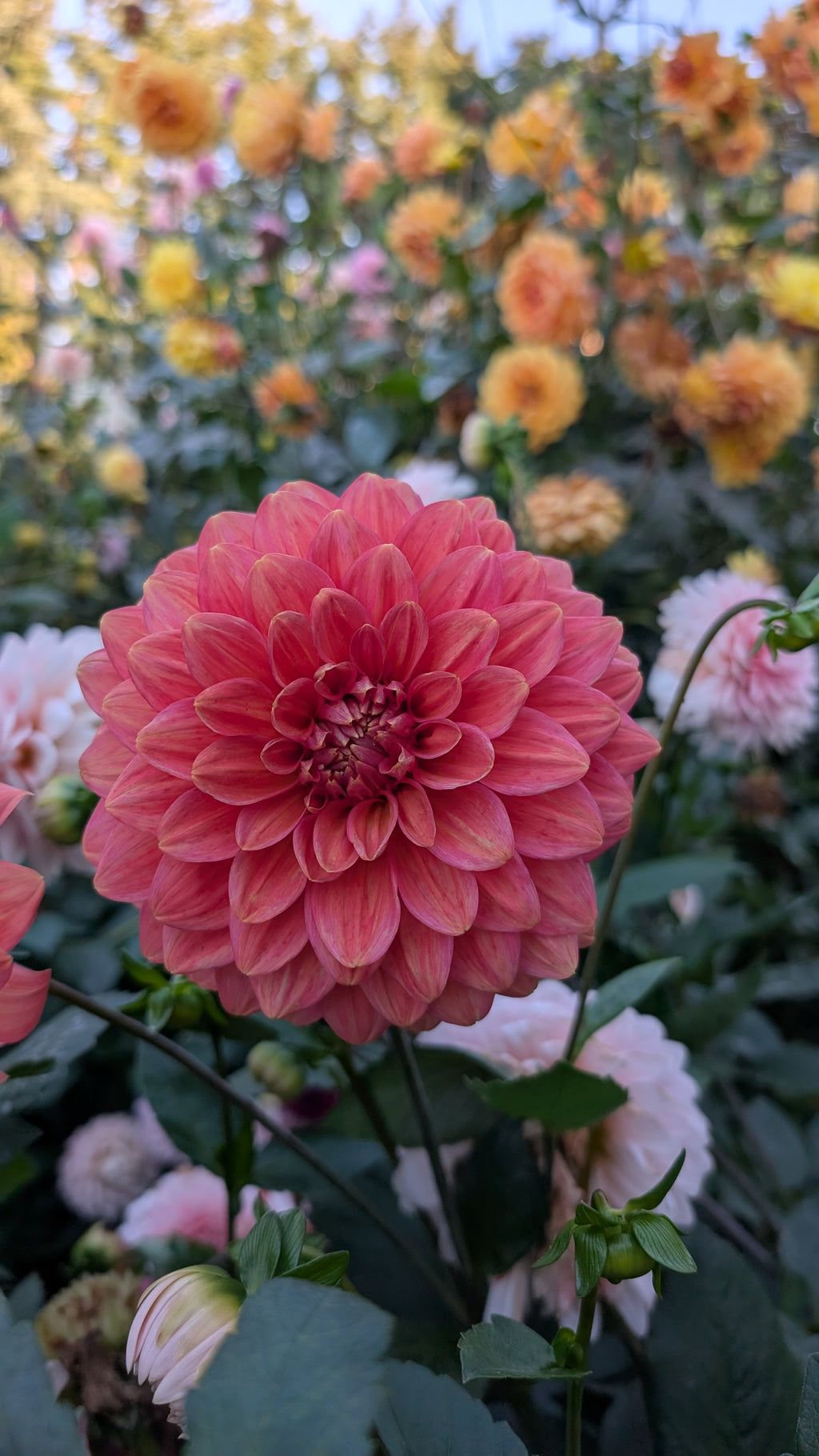 Double Apple Blossom