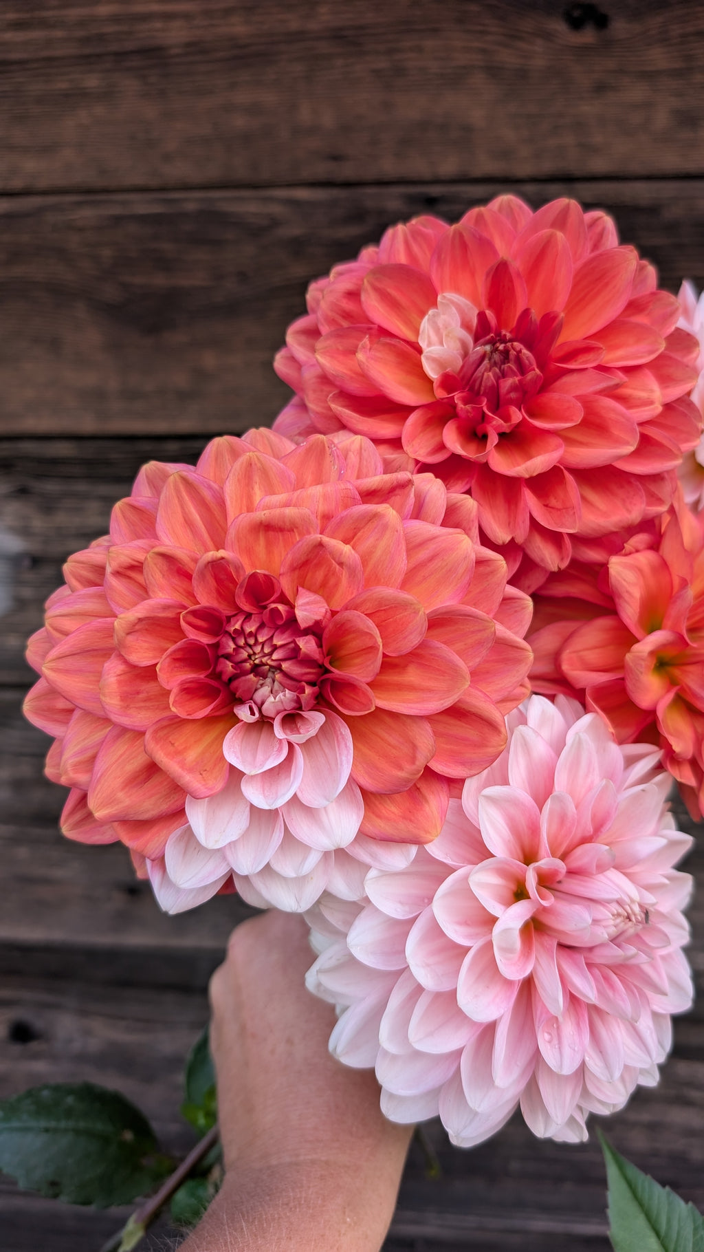 Double Apple Blossom
