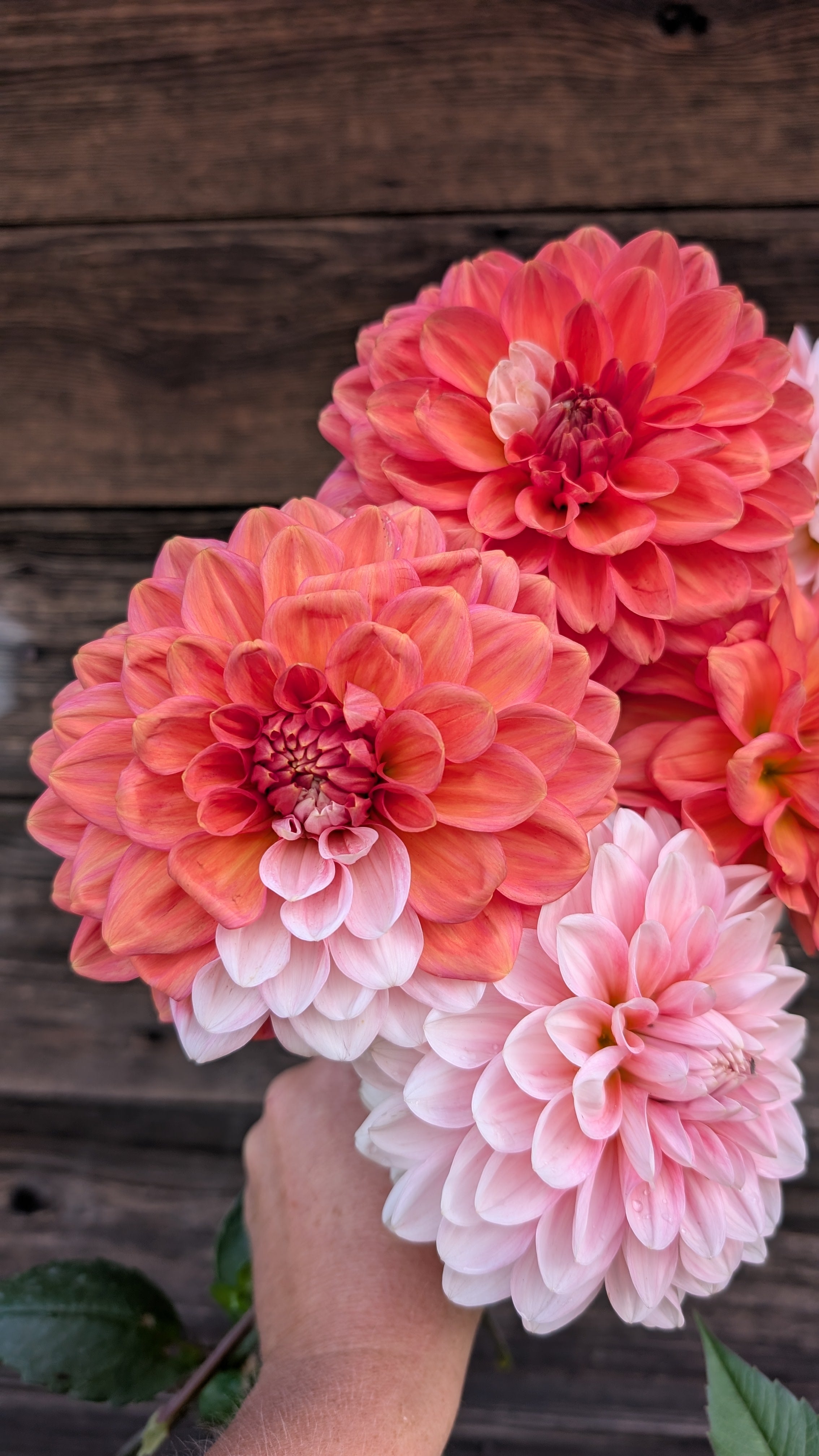 Double Apple Blossom