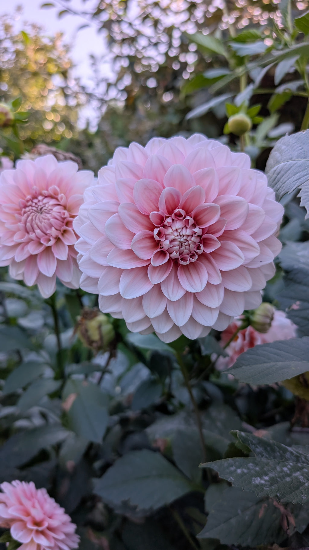 Double Apple Blossom
