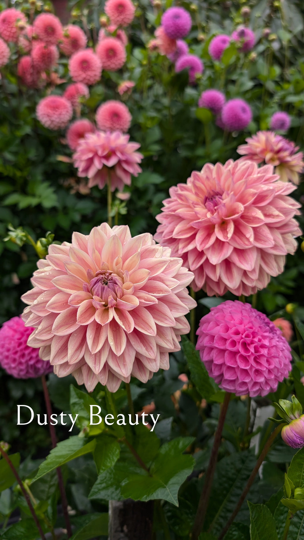 Dusty Beauty