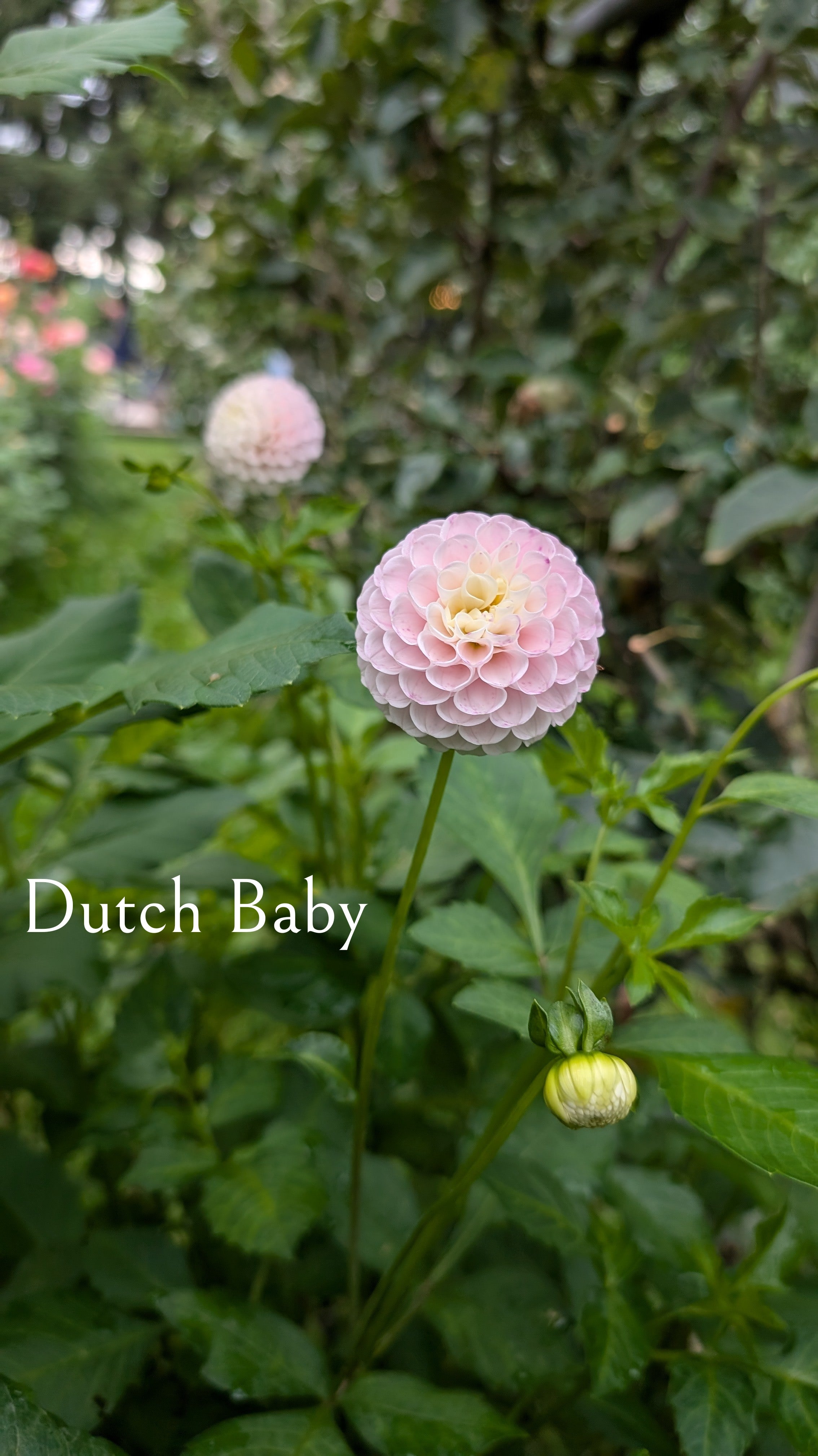 Dutch Baby