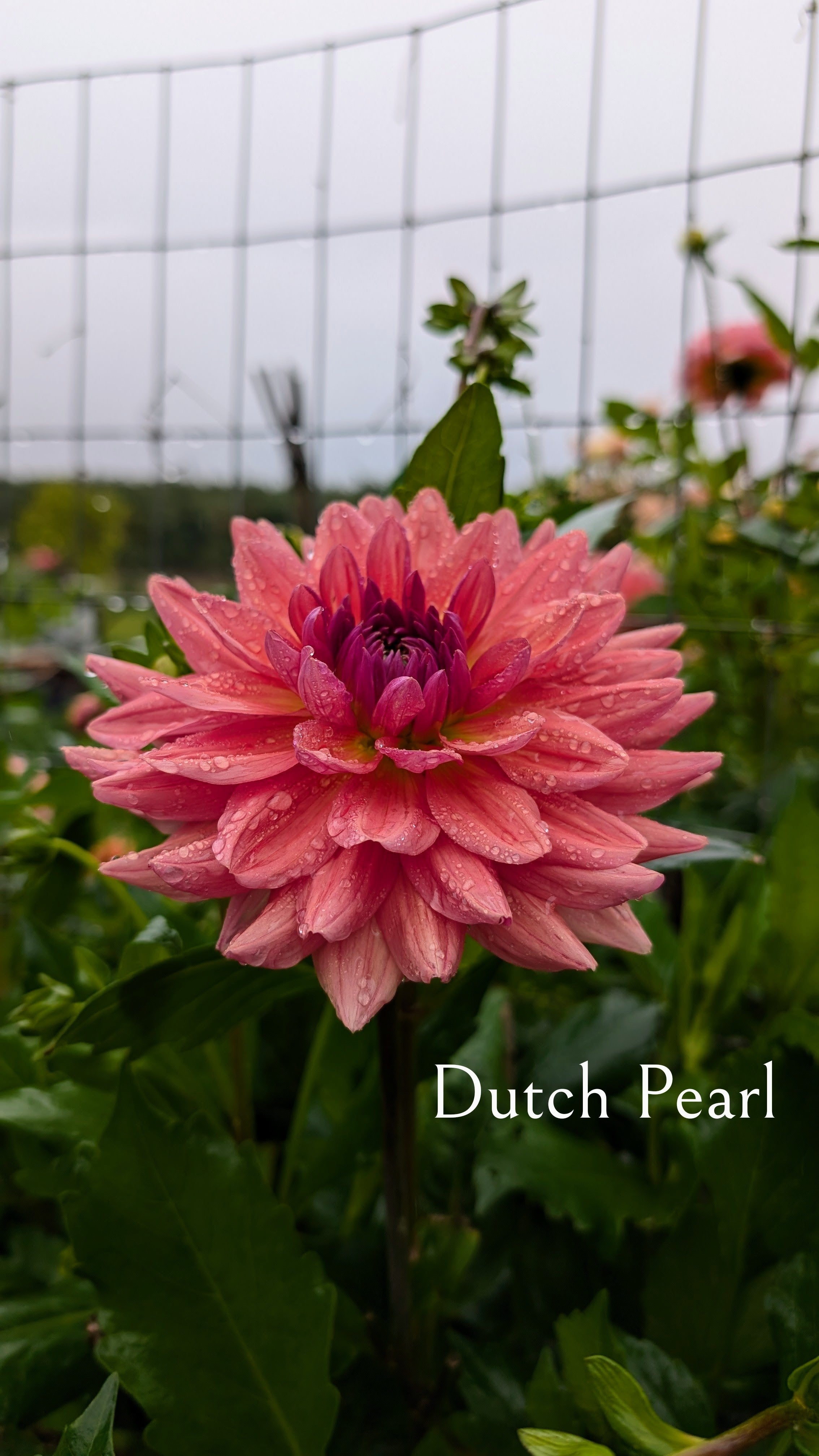 Dutch Pearl
