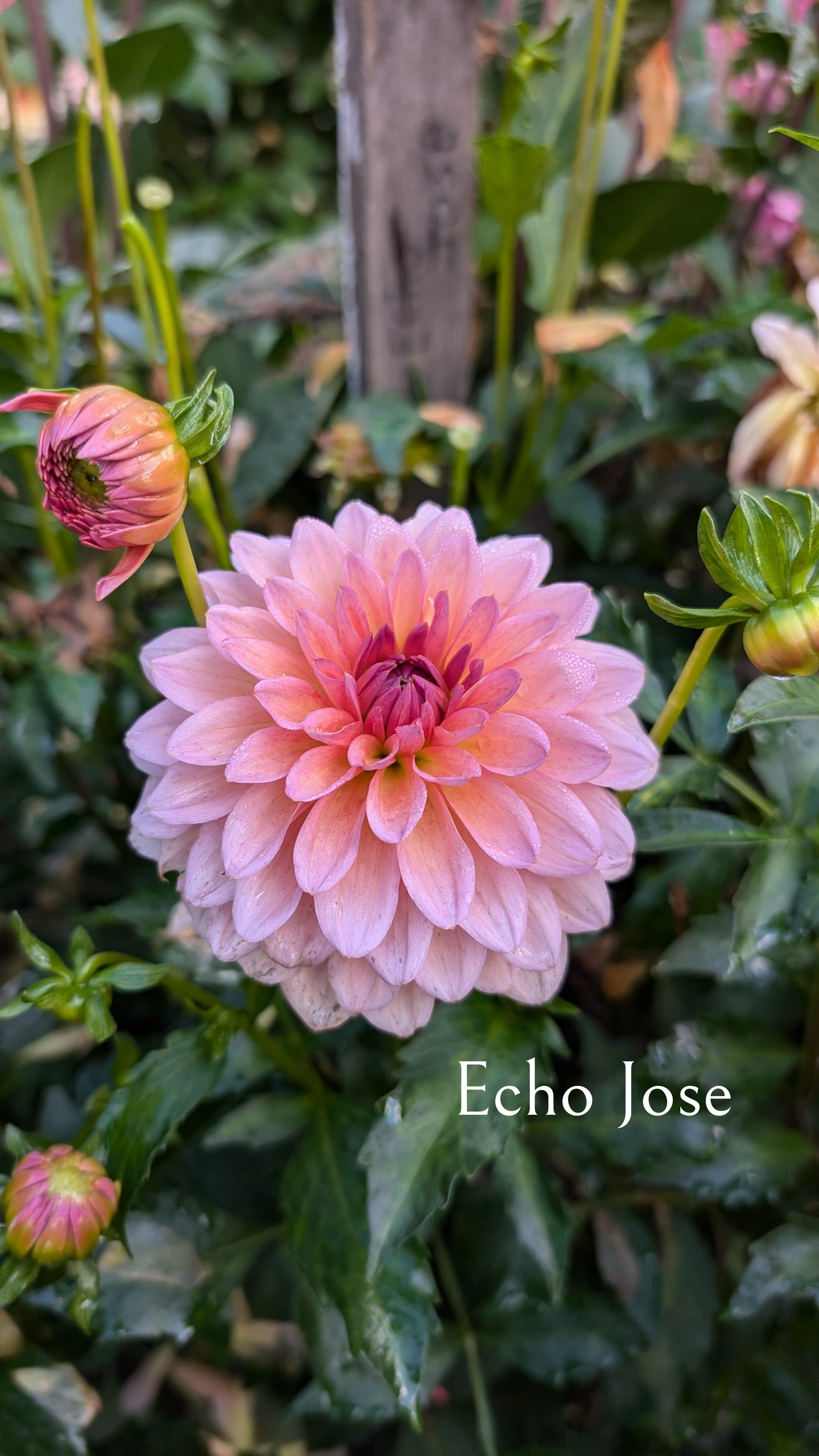 Echo Jose