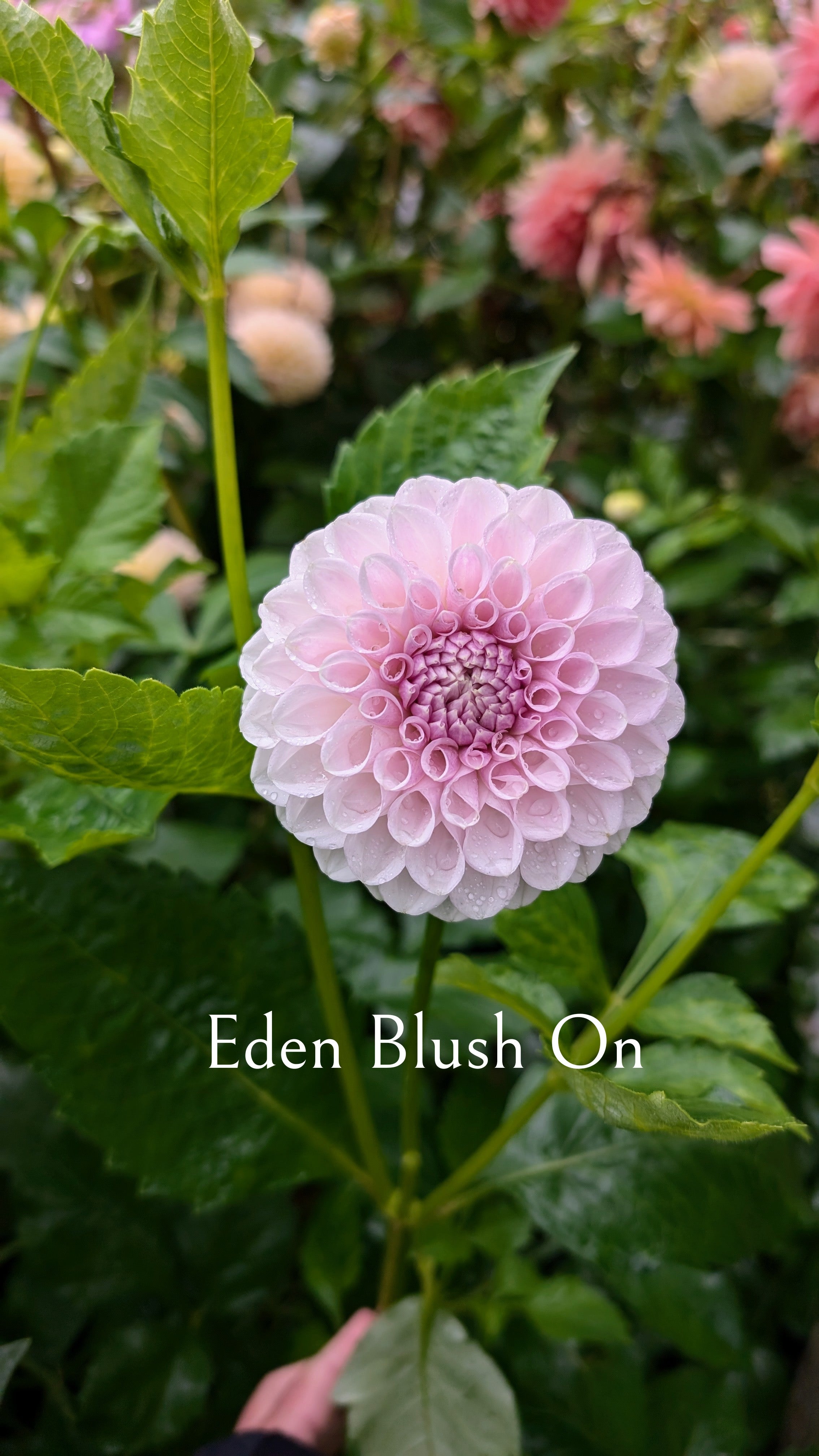 Eden Blush On