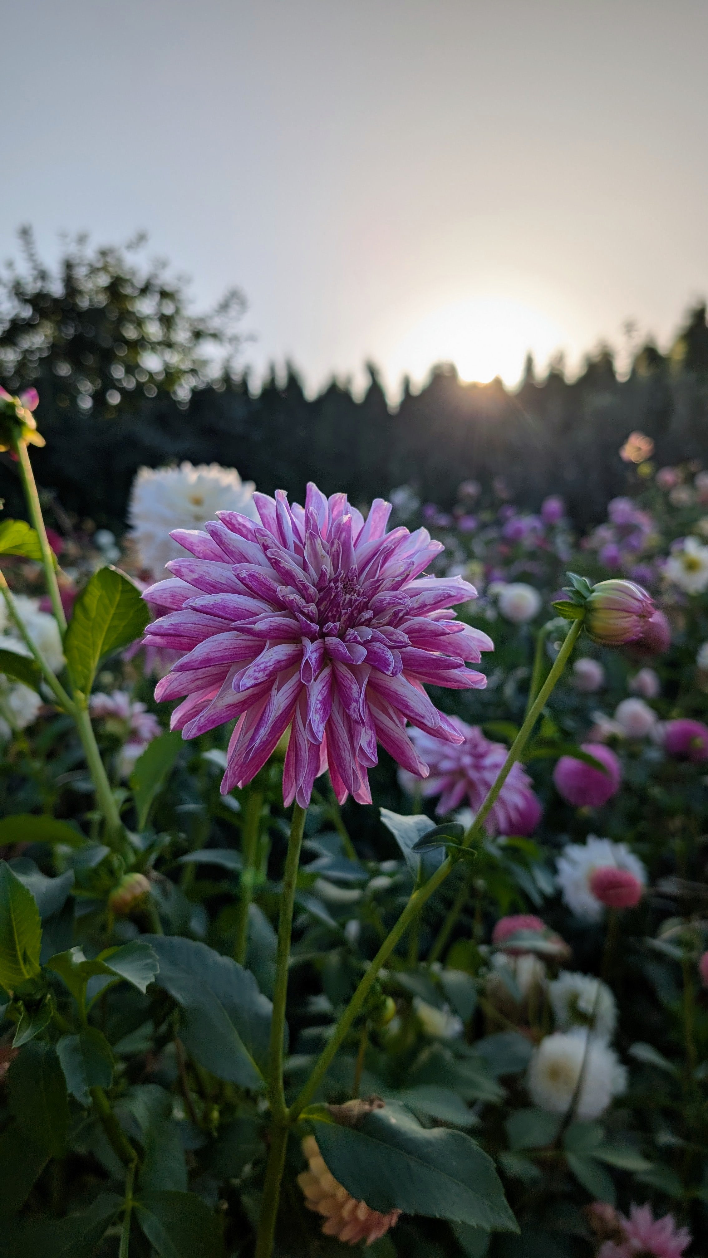 Eimei Hikoboski