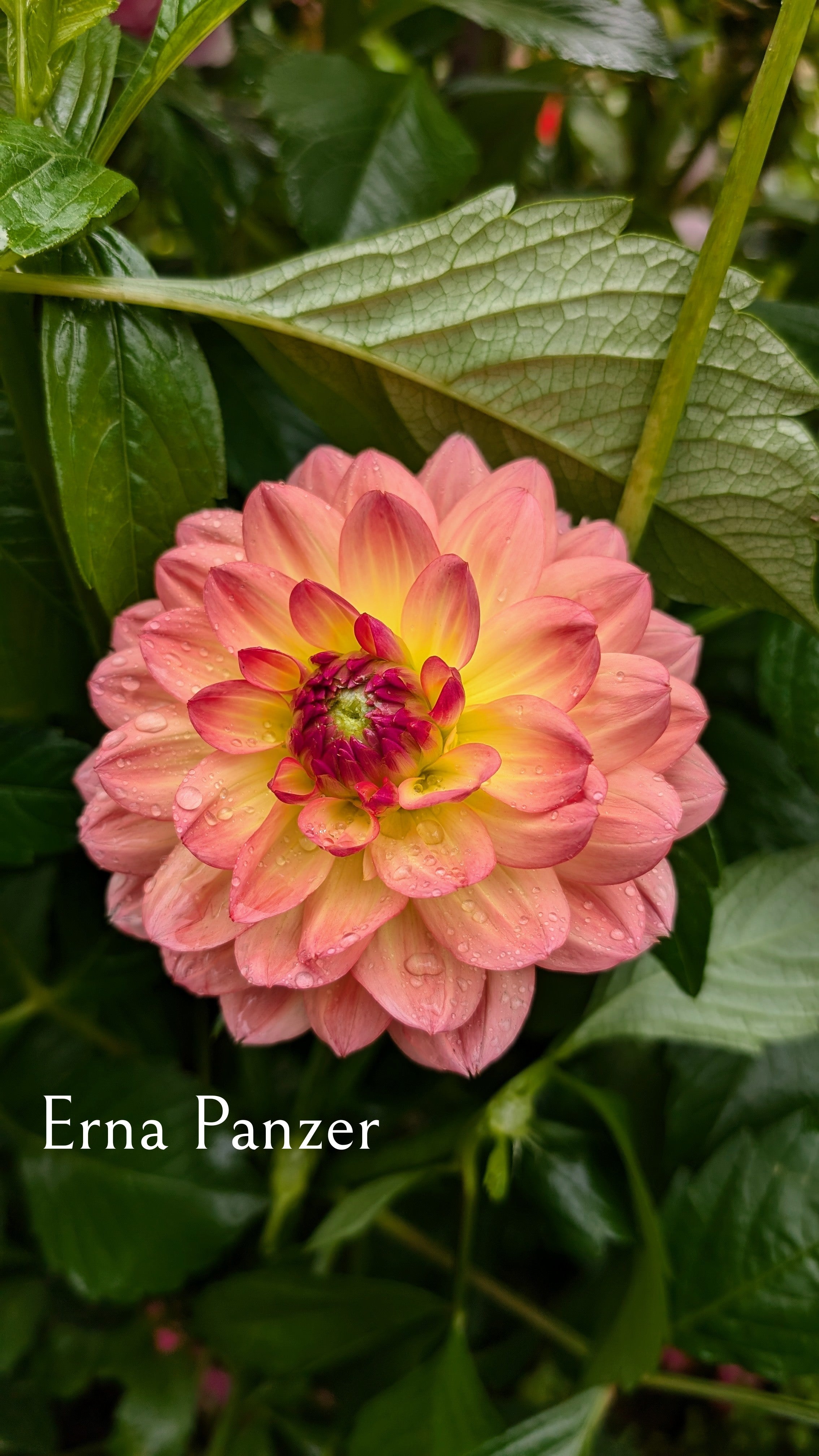 Erna Panzer