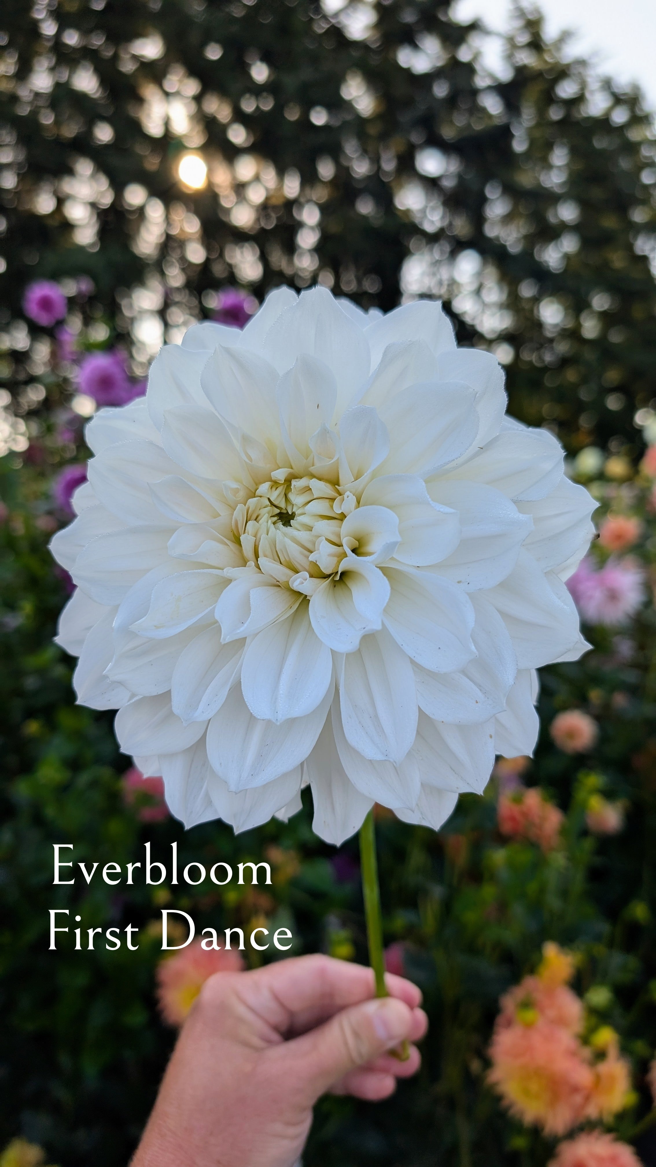 Everbloom First Dance