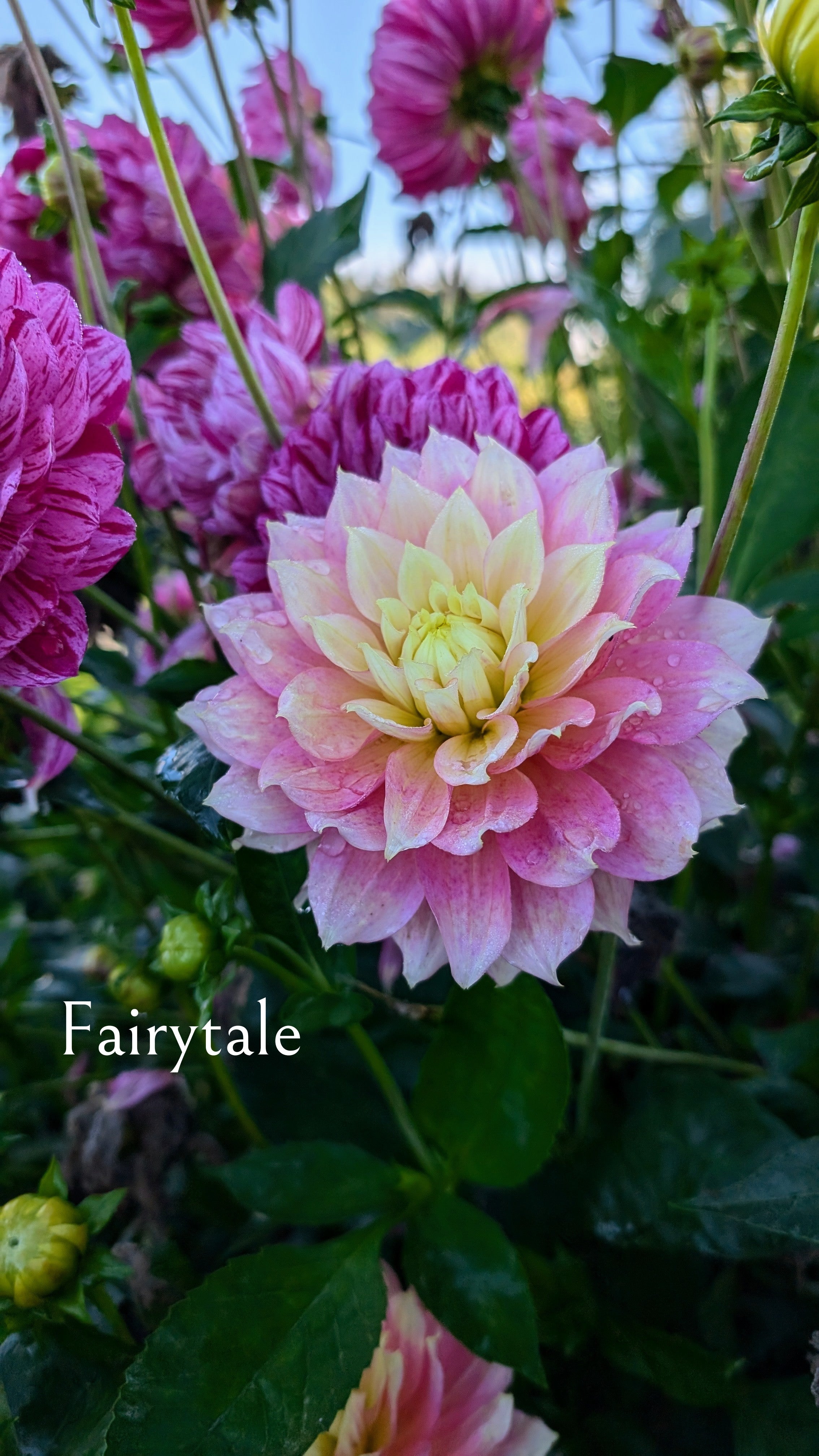 Fairytale