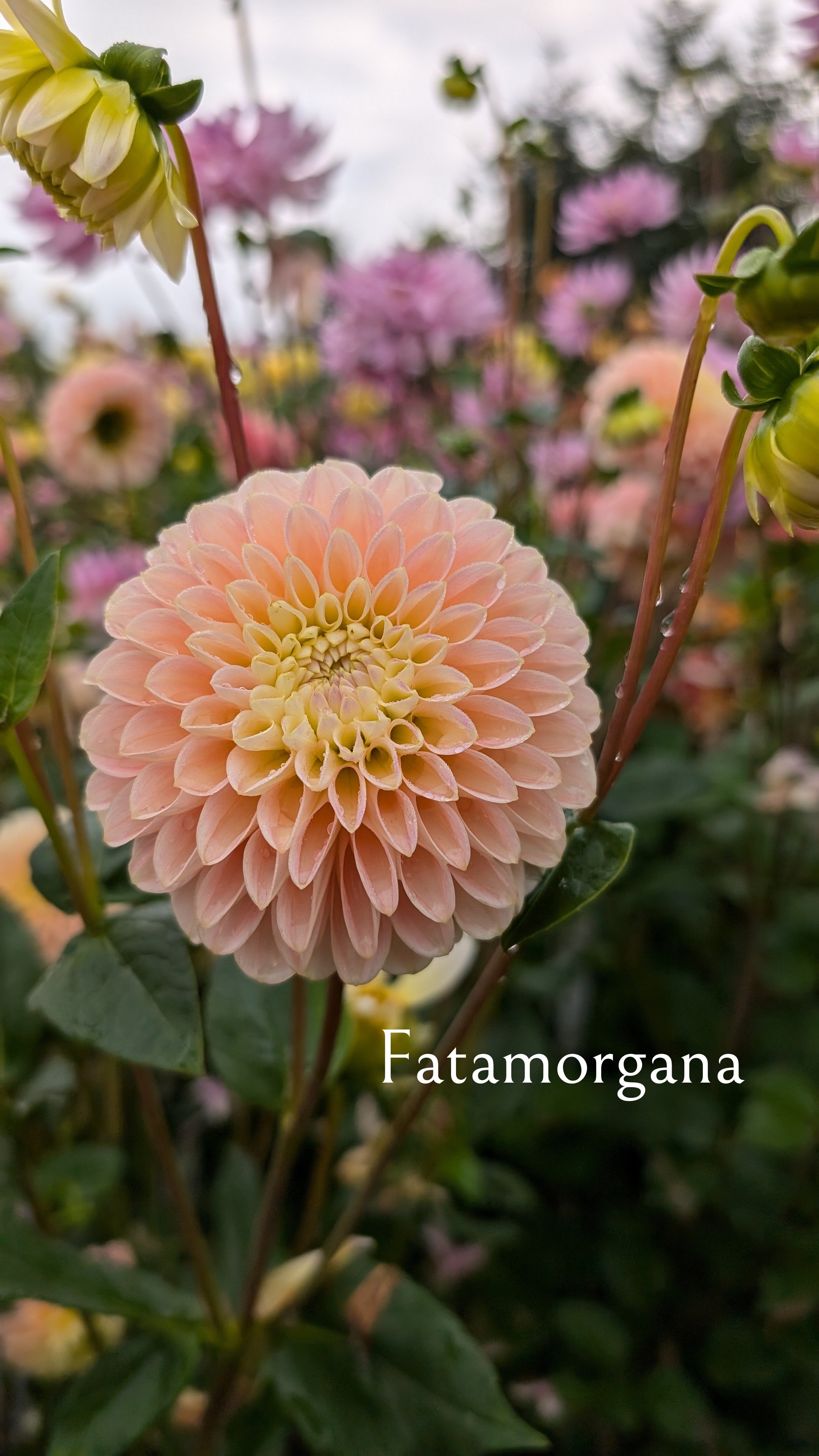 Fatamorgana