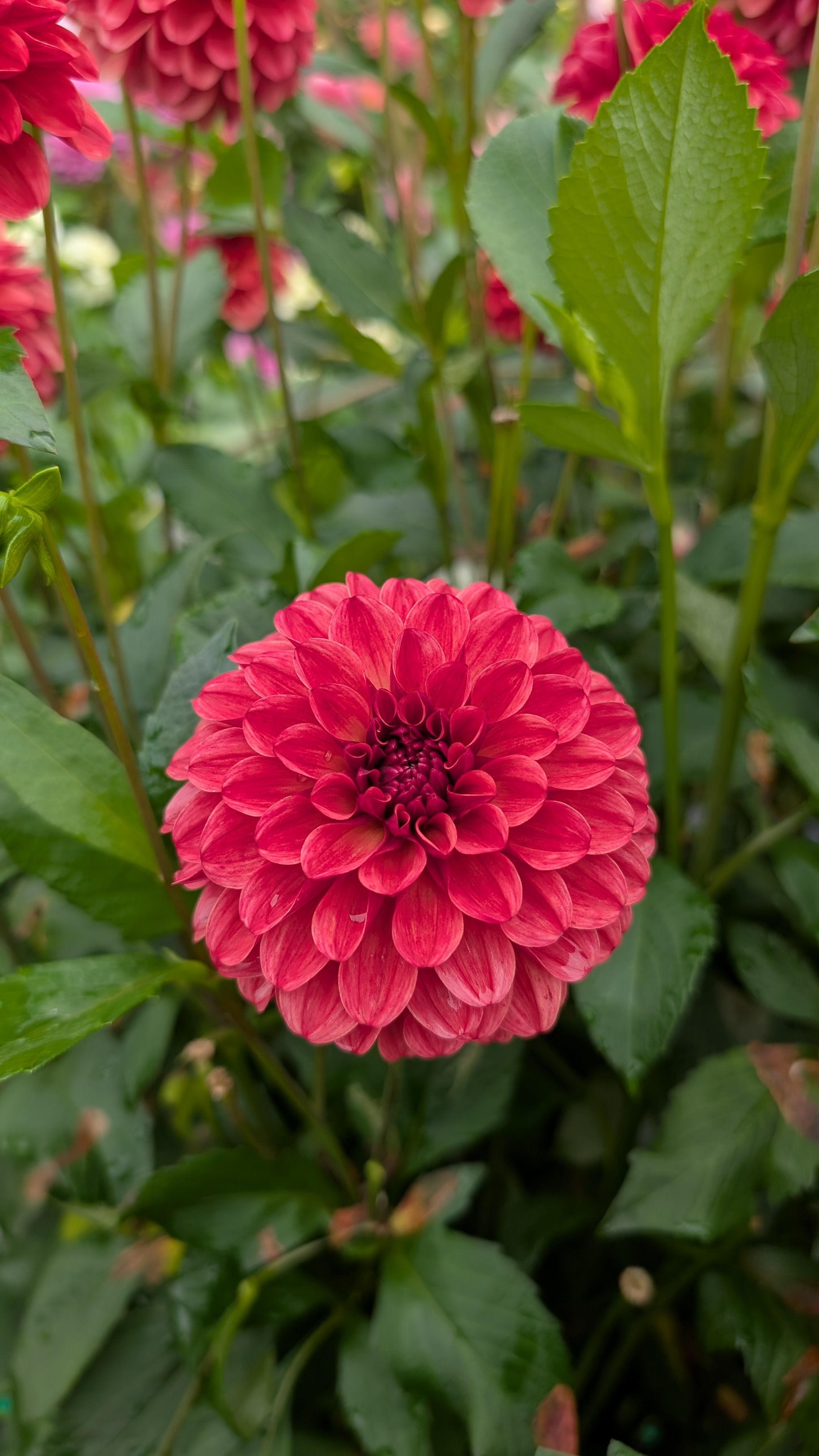 Ferncliff Cinnamon