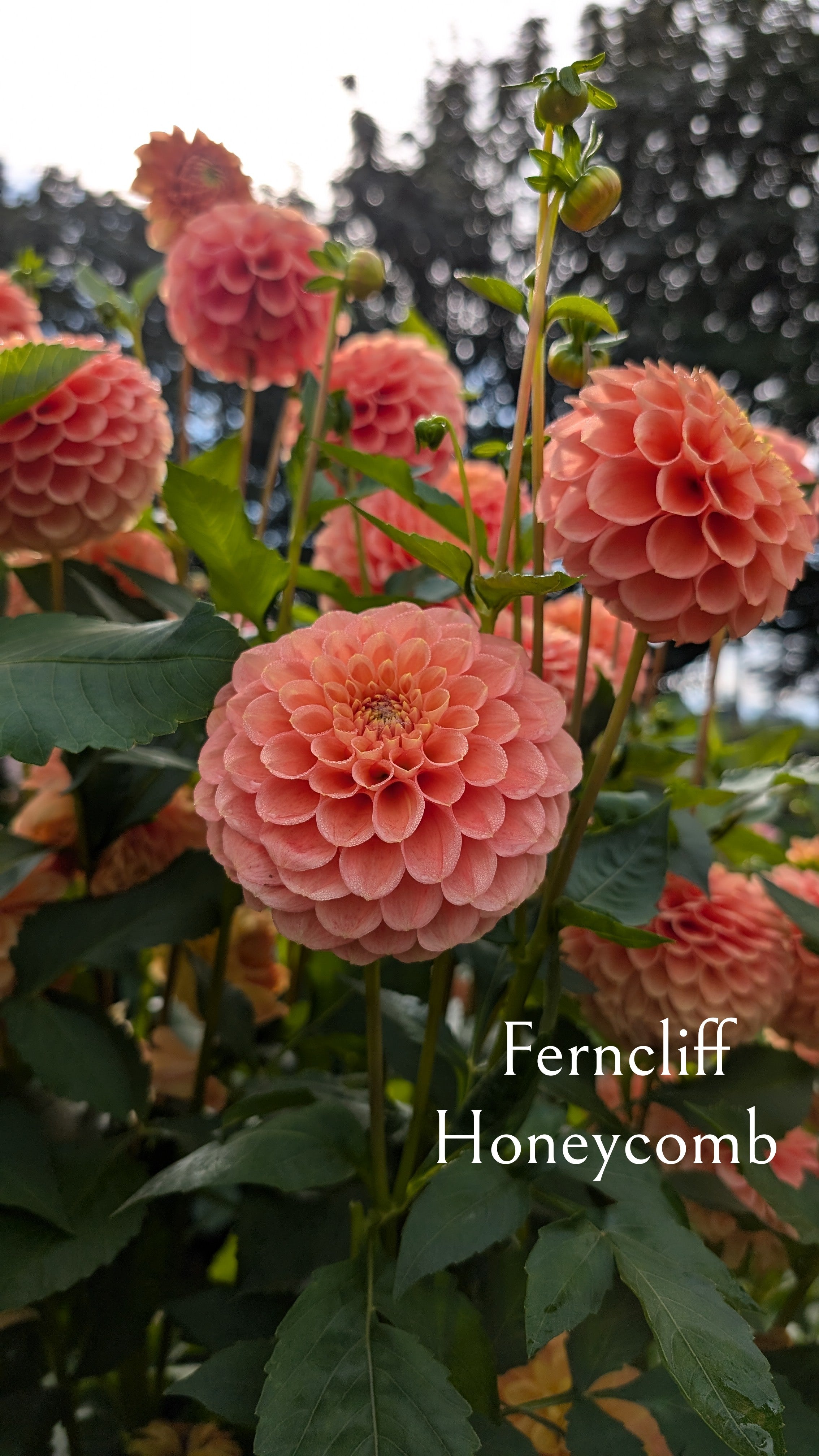 Ferncliff Honeycomb