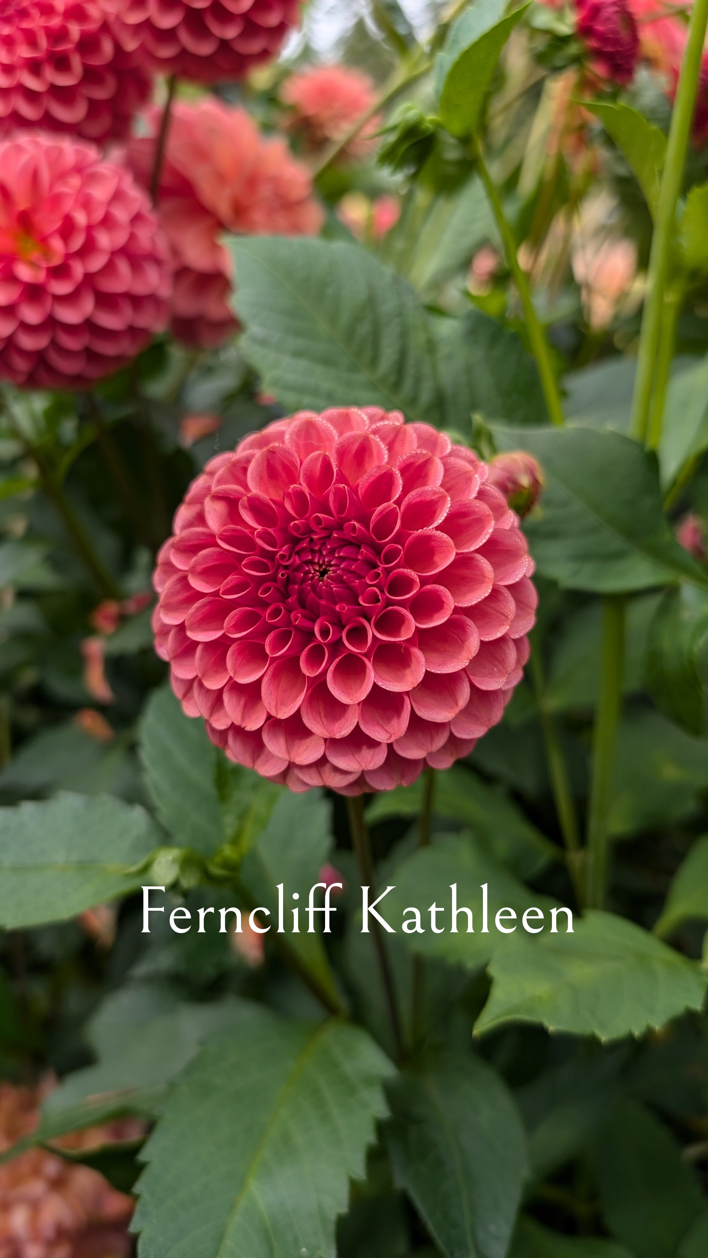 Ferncliff Kathleen