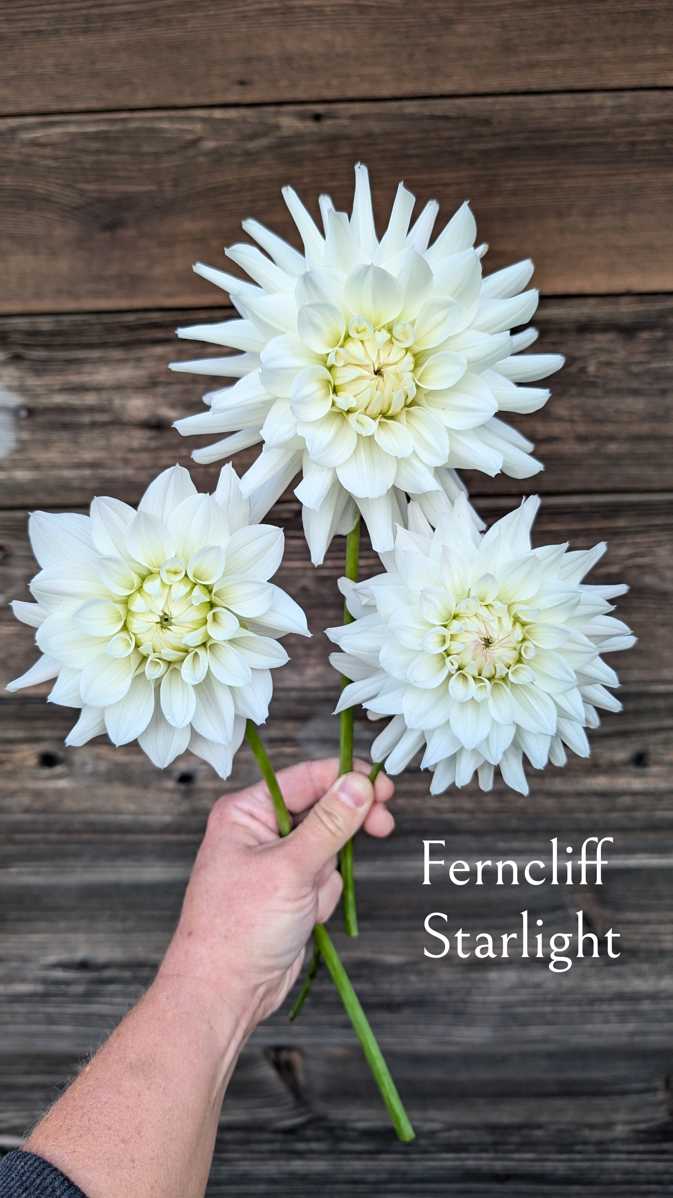 Ferncliff Starlight